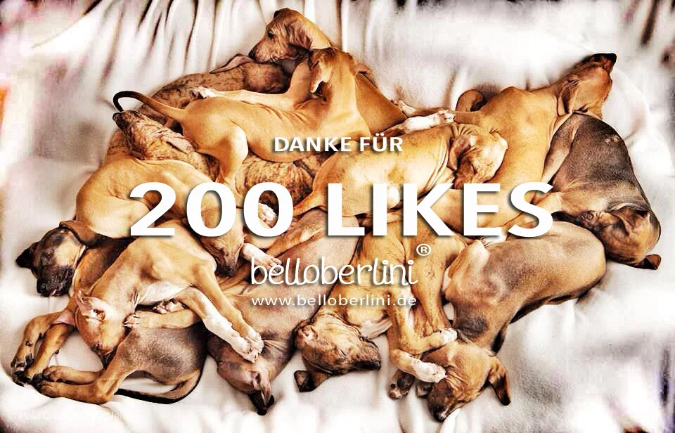 Was für ein großer Hundehaufen!