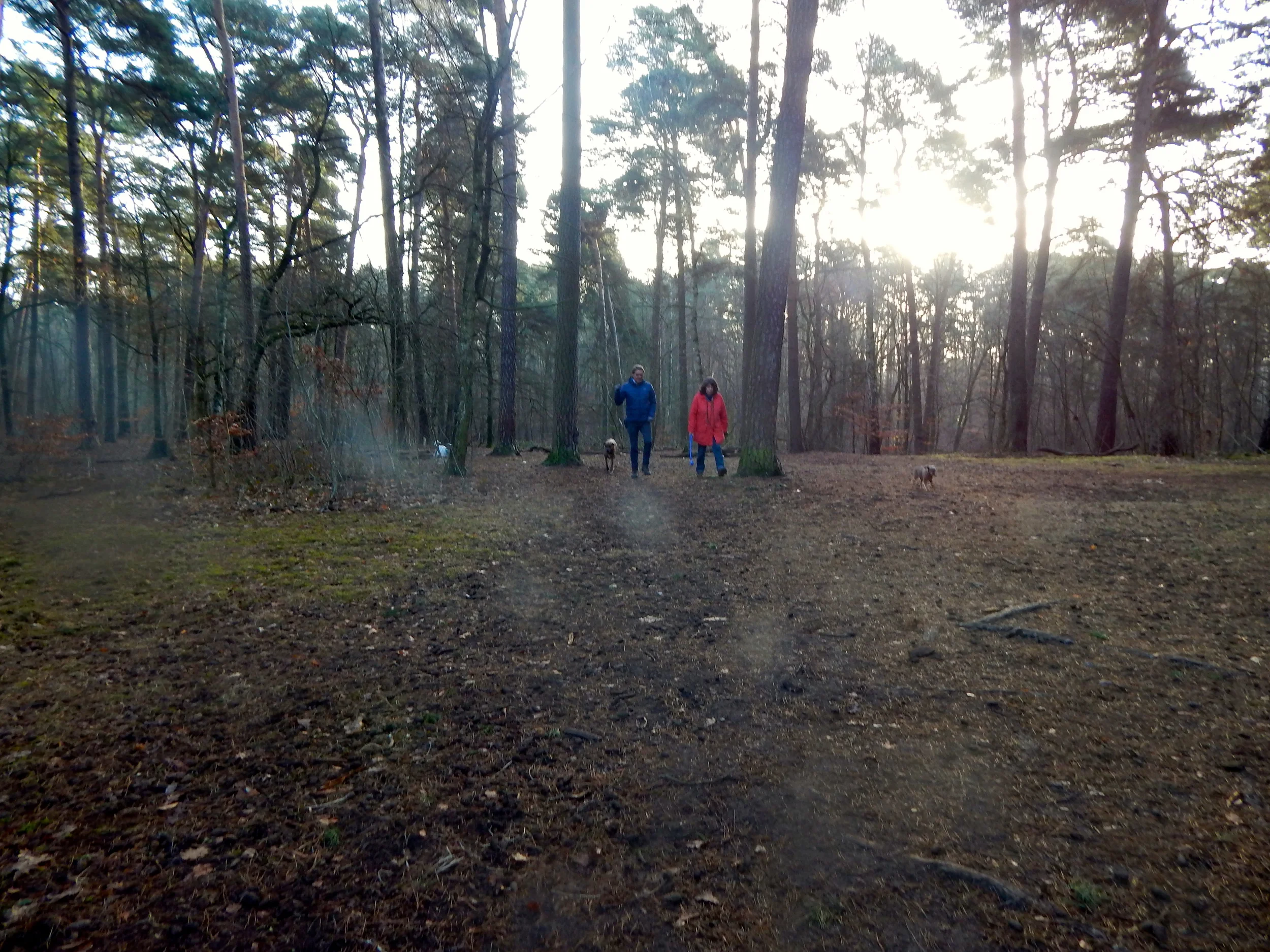2. belloberlini Waldspaziergang