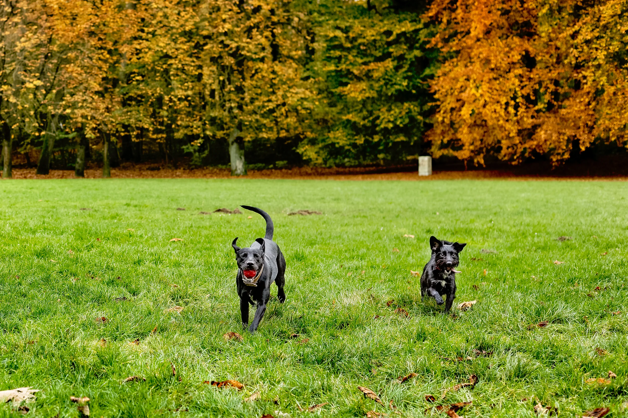 Osterangebot - Ran an die Eier!