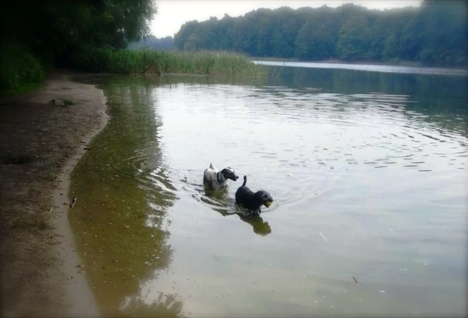 3. belloberlini Waldspaziergang - Sei dabei!