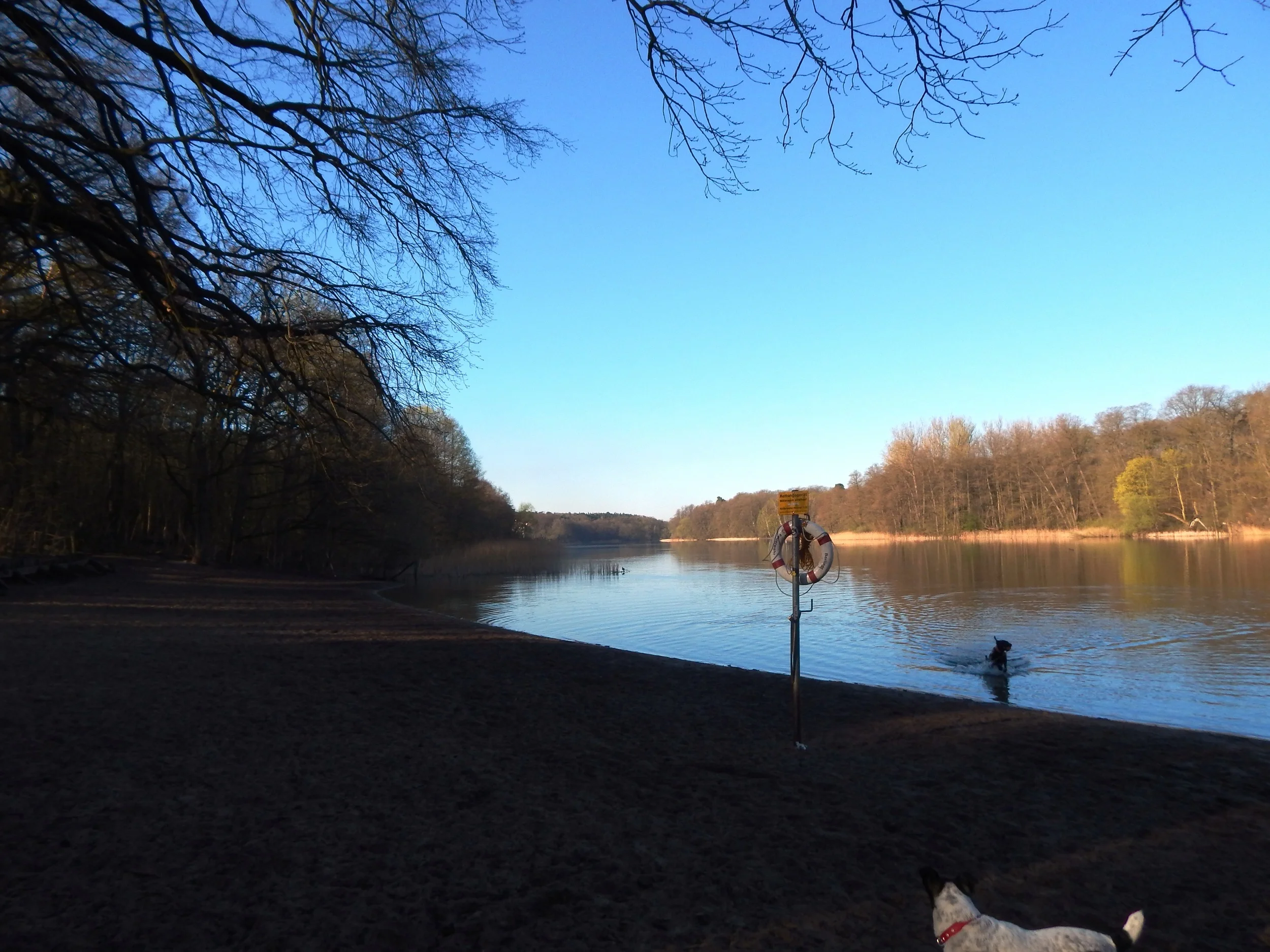 Ab Mai keine Hunde mehr am Schlachtensee und der Krummen Lanke 