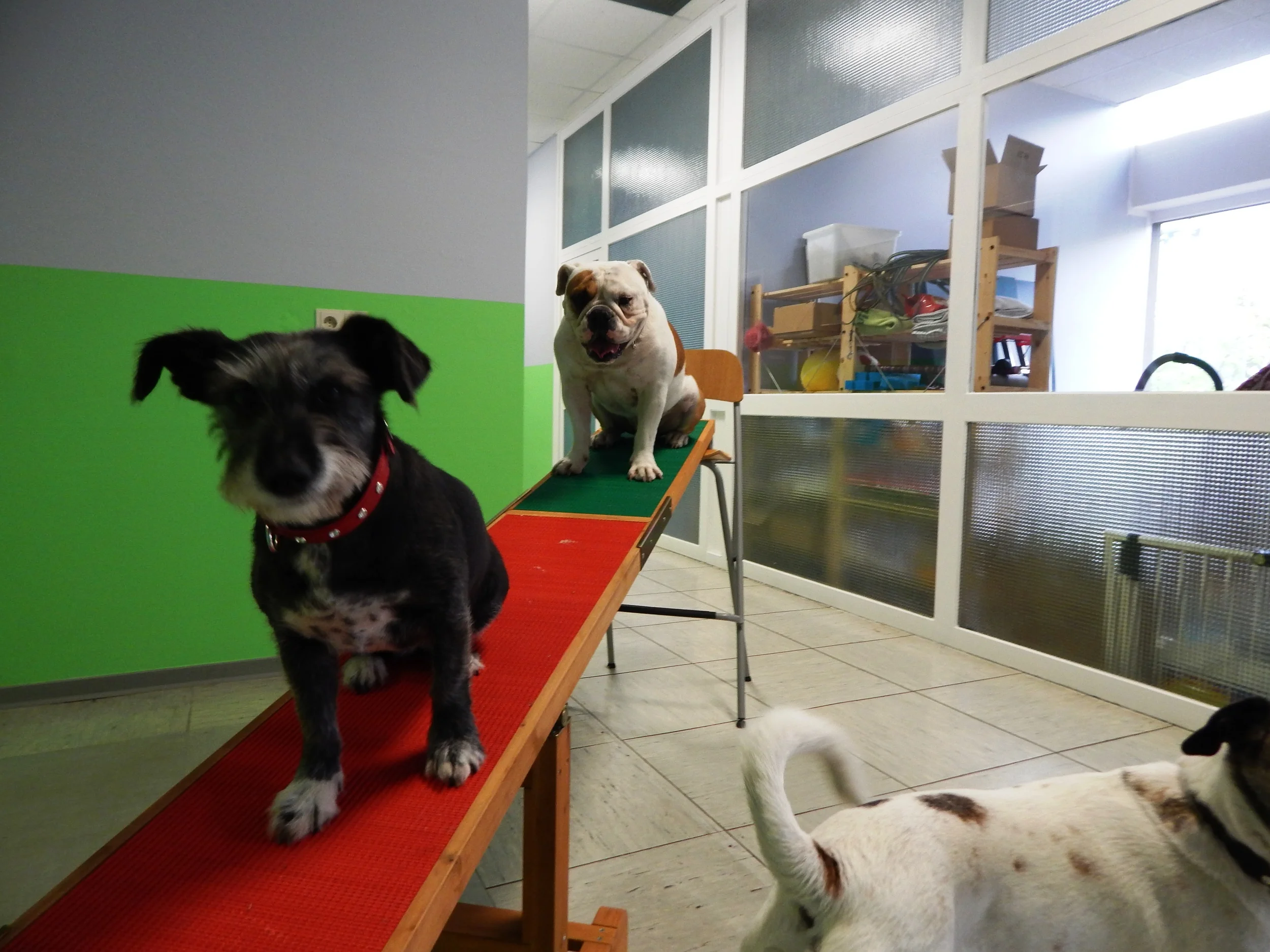06.05.2015 Willie und Bowser 069.JPG