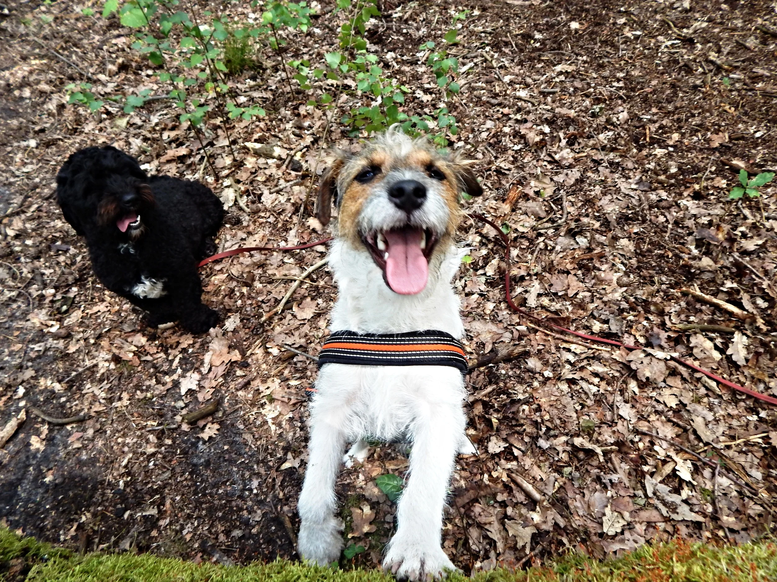 Sommerumtrunk bei belloberlini am Freitag, den 07.08.2015