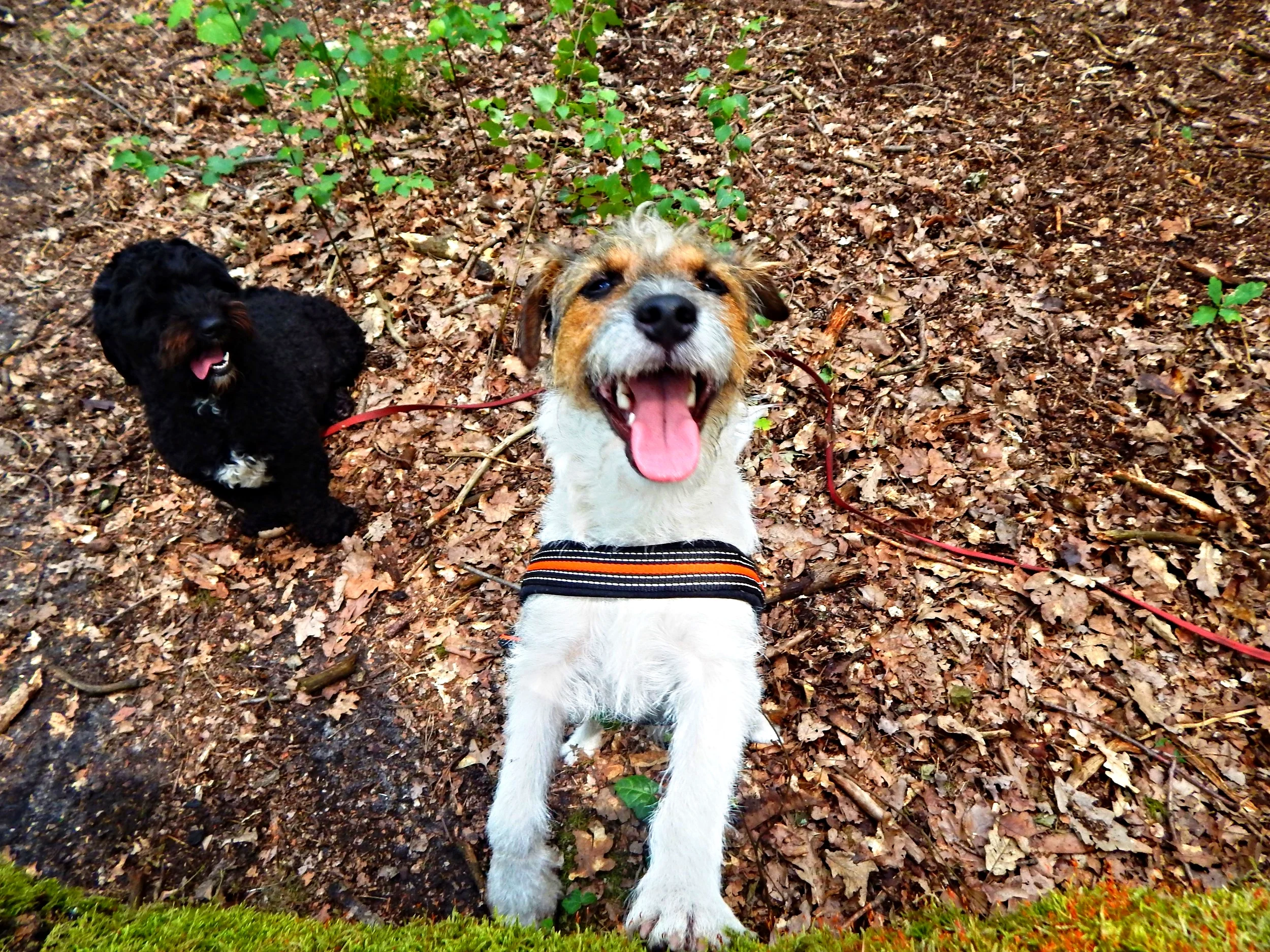 25.26.2015 Grunewald 002.JPG