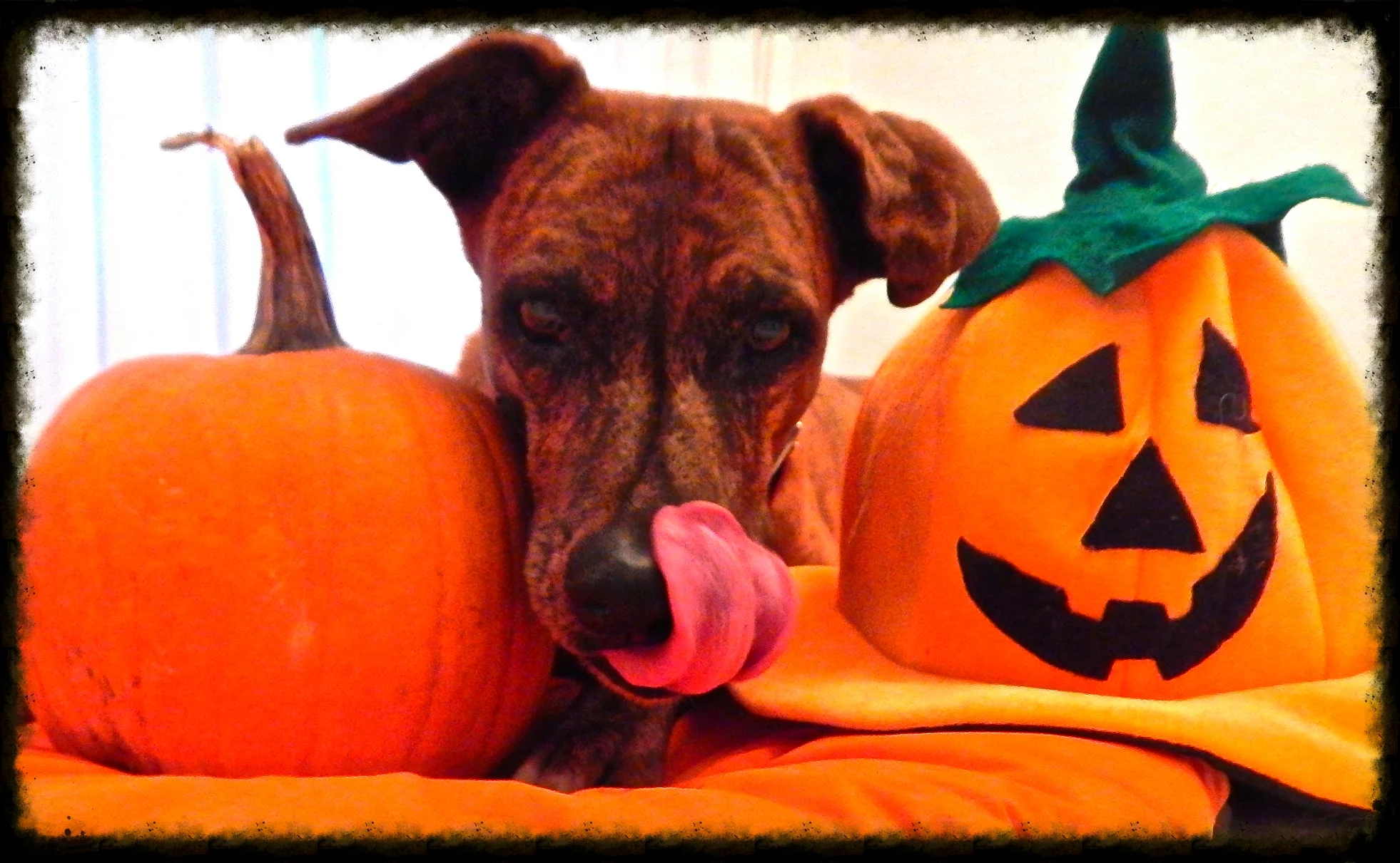 Seid dabei! Kürbissuppe und Halloween-Spaziergang 