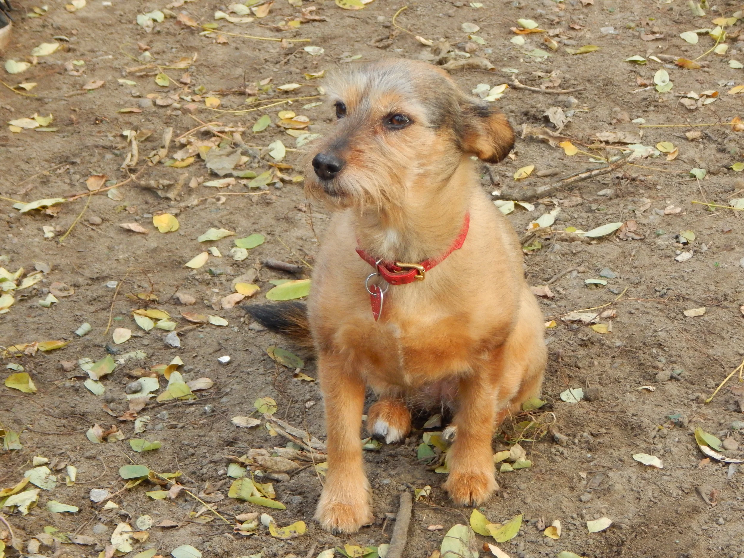 23.10.2015 Jane Hundeplatz 077.JPG