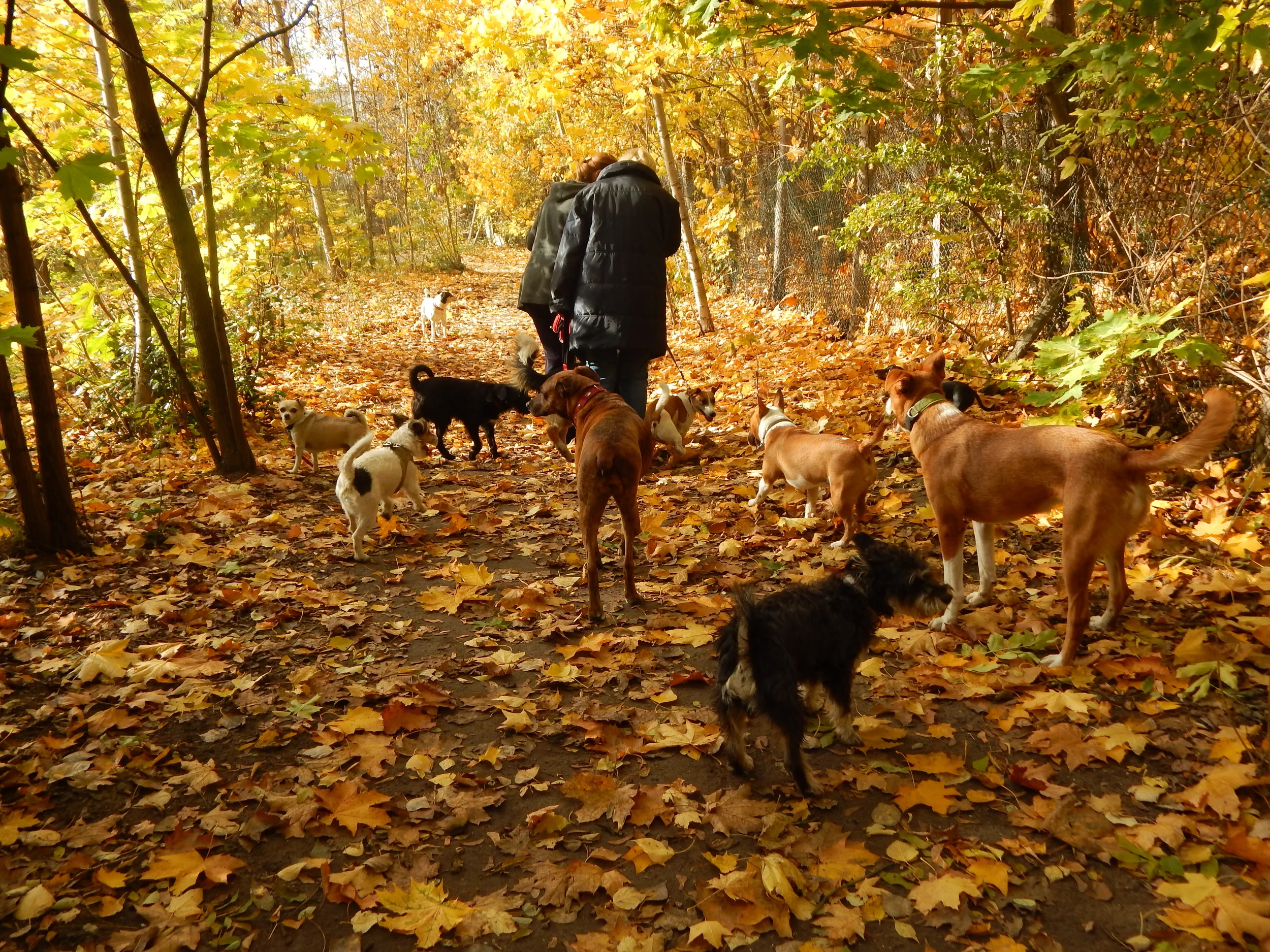 23.10.2015 Jane Hundeplatz 138.JPG