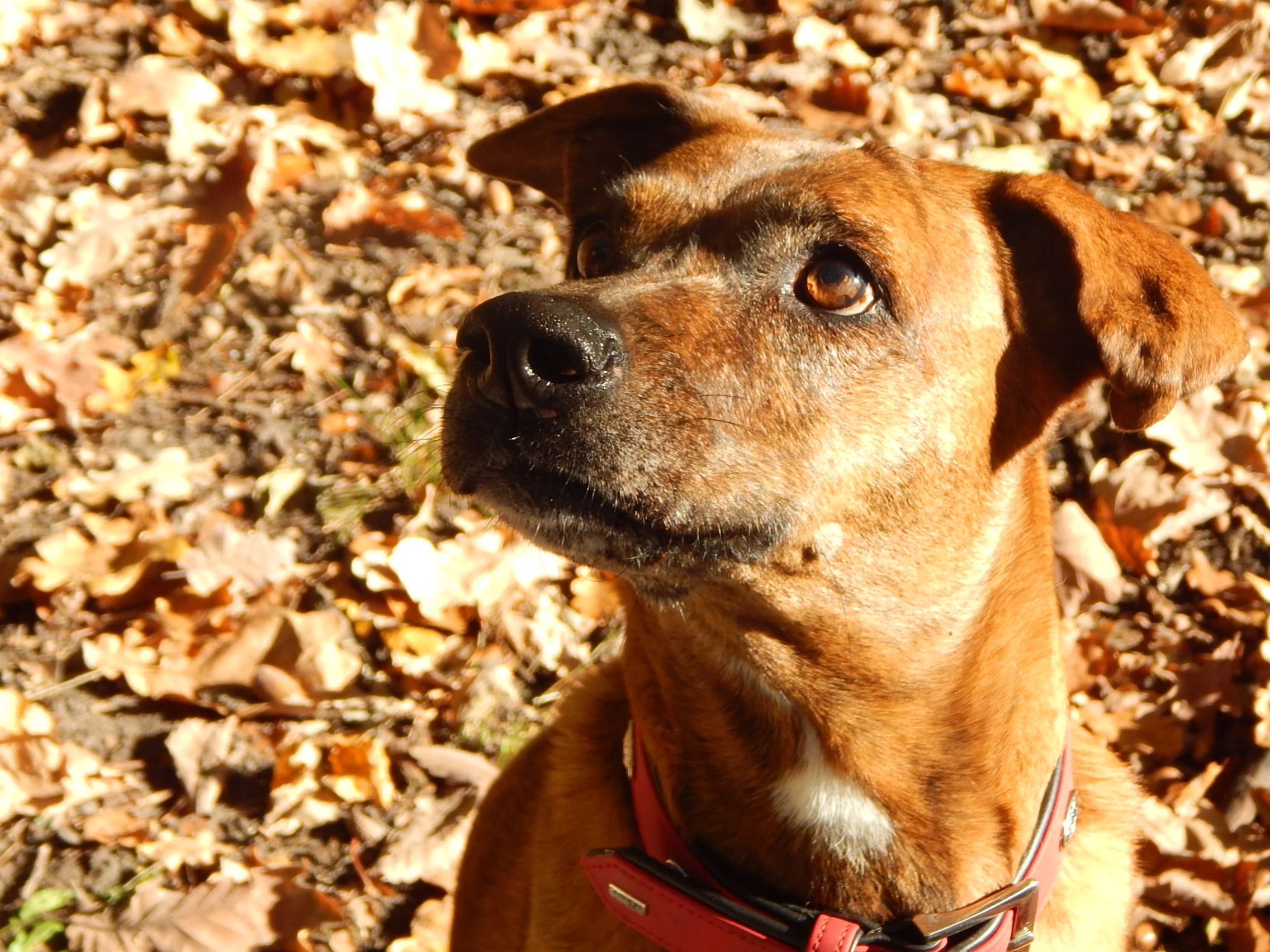 26.10.2015 Grunewald Halloween etc 130.JPG