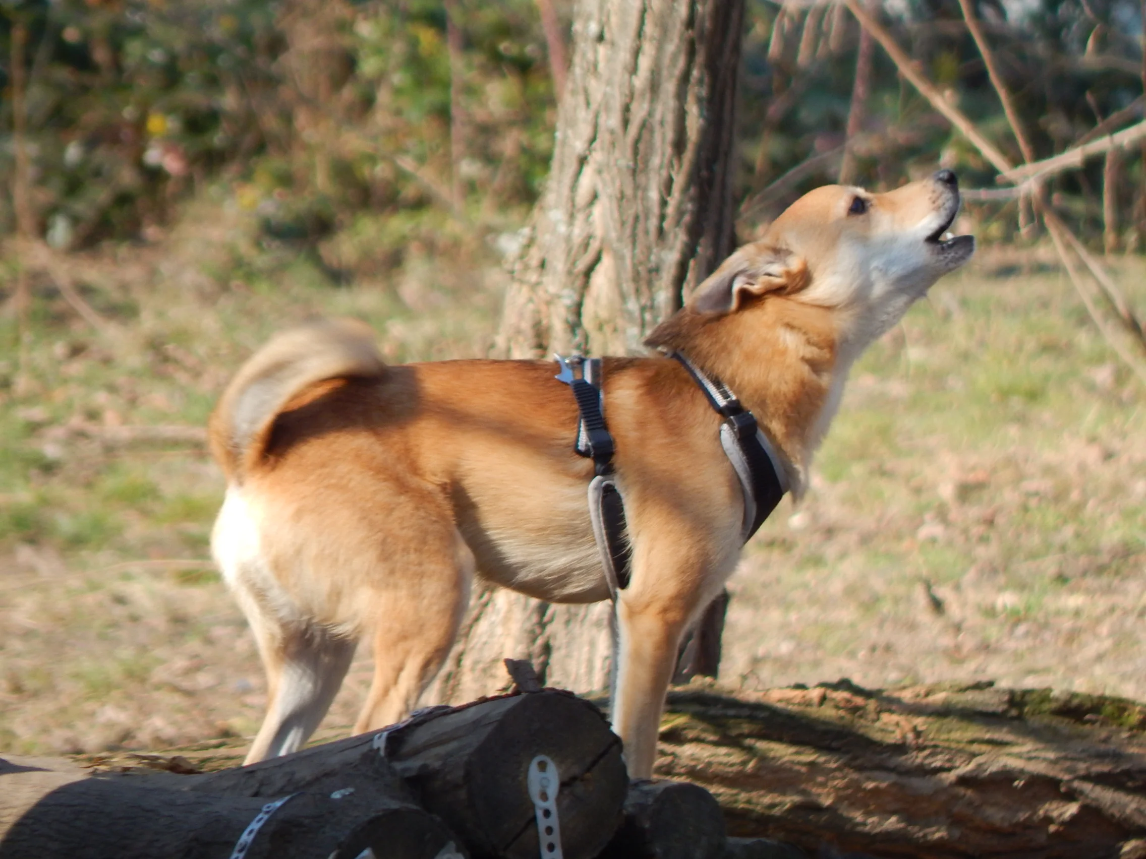 15.03.2016 Hundeplatz 040.JPG