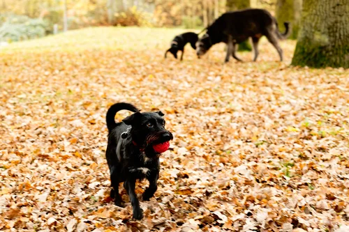 Gemeinsam Entblättern!