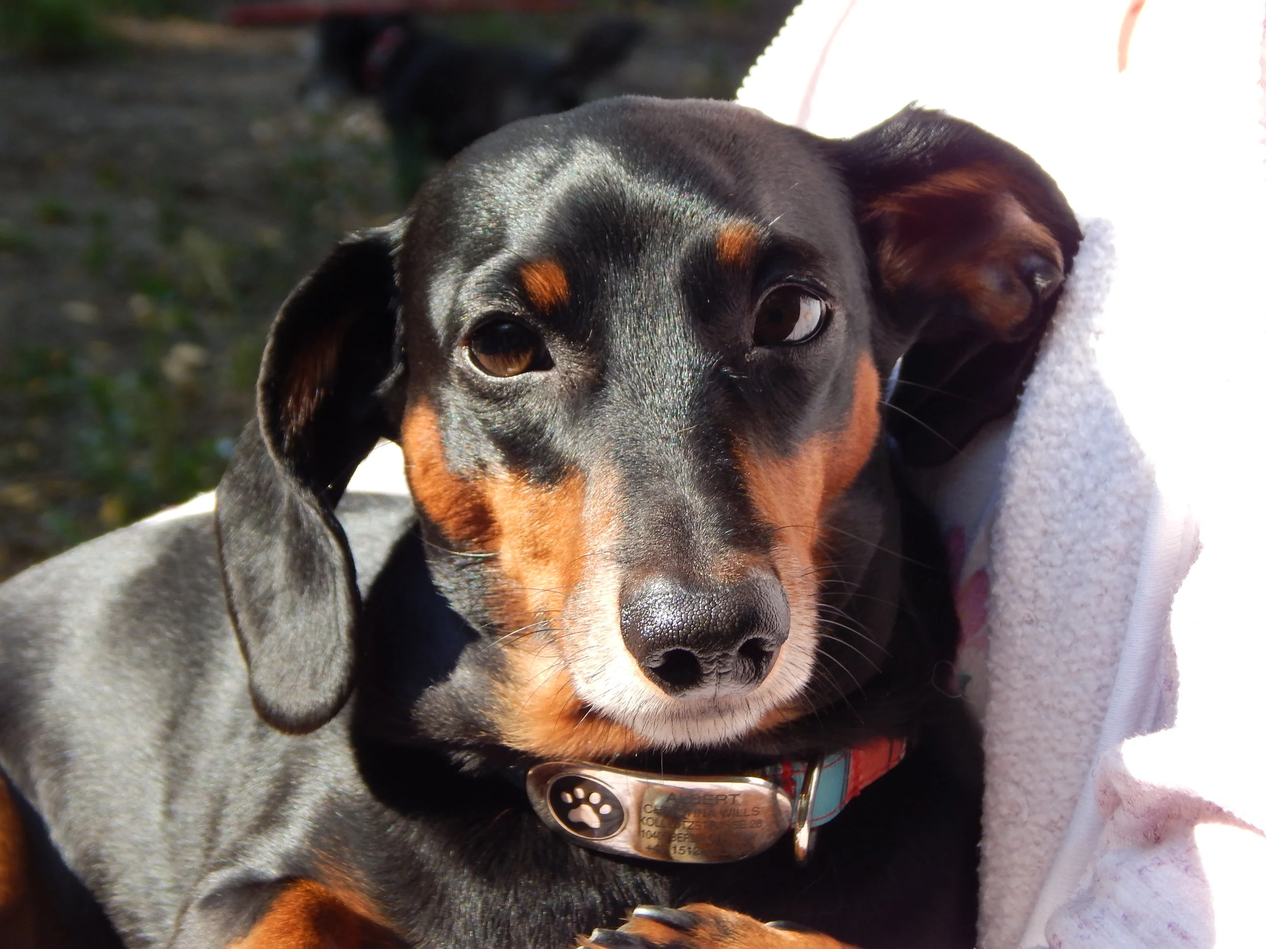 30.09.2017 hundeplatz 059.JPG