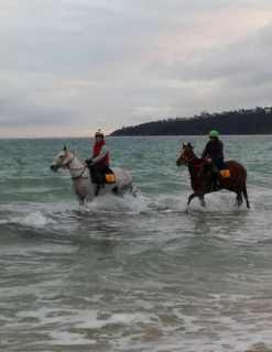 Lucciola and Real Jazz at Safety Beach this morning. The beach breaks up the training routine giving the horses both mental and physical benefits. Lucciola runs at Flemington tomorrow and Real Jazz at Echuca on Monday.