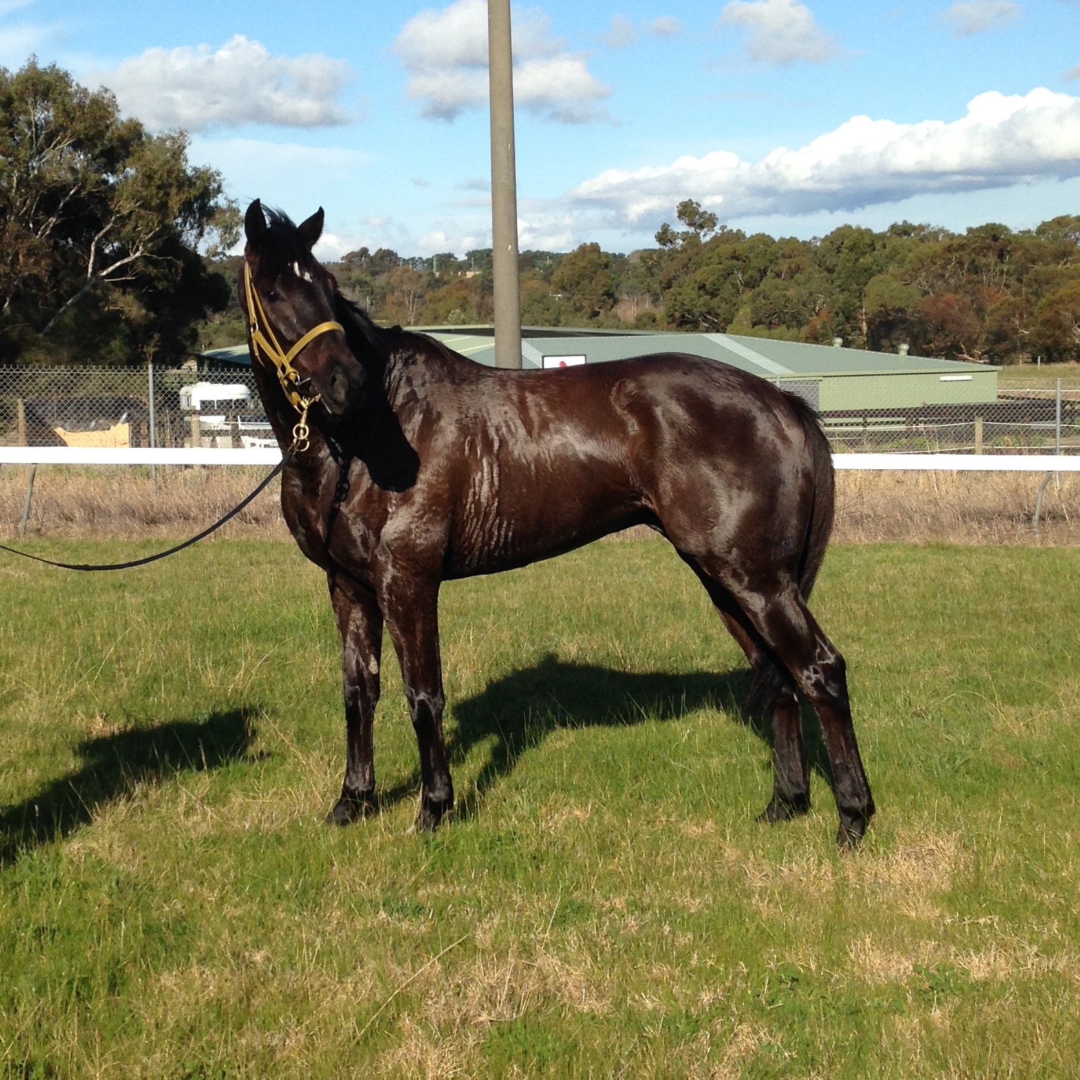 "Blacky" enjoying a pick of grass in this afternoon's sunshine after a swim.