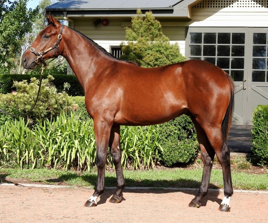 Legenda as a yearling 
