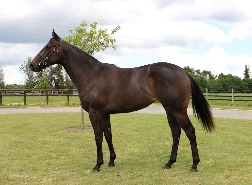 Lot 93 bought by Feek Racing on Day 1 of the Karaka R2R Sale