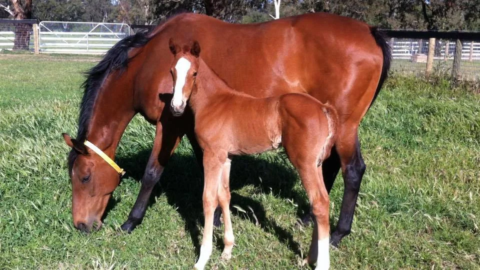 jackio as foal.jpg