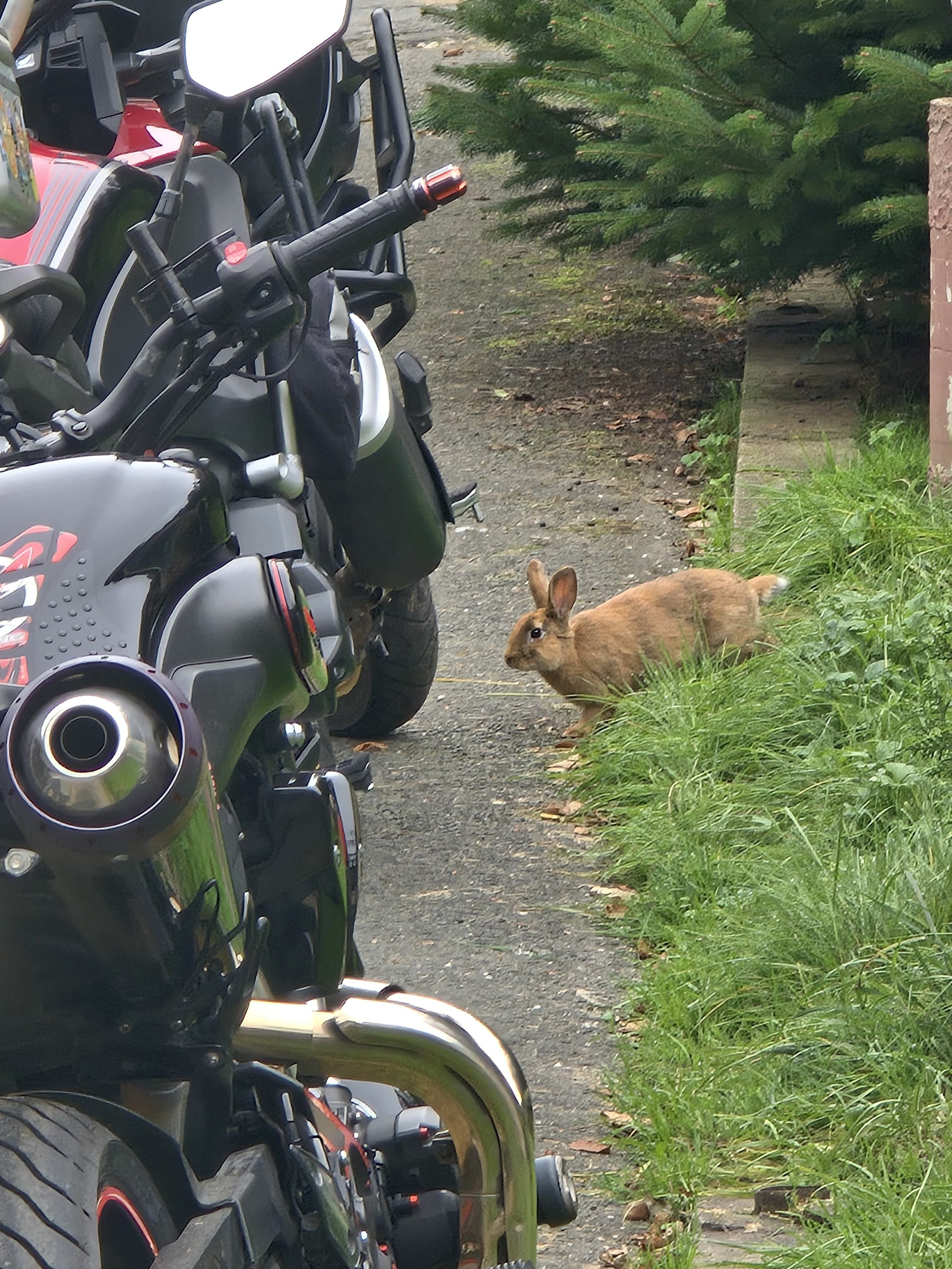 4BB2D19D-385F-460A-9D97-325EB63D4479.jpeg
