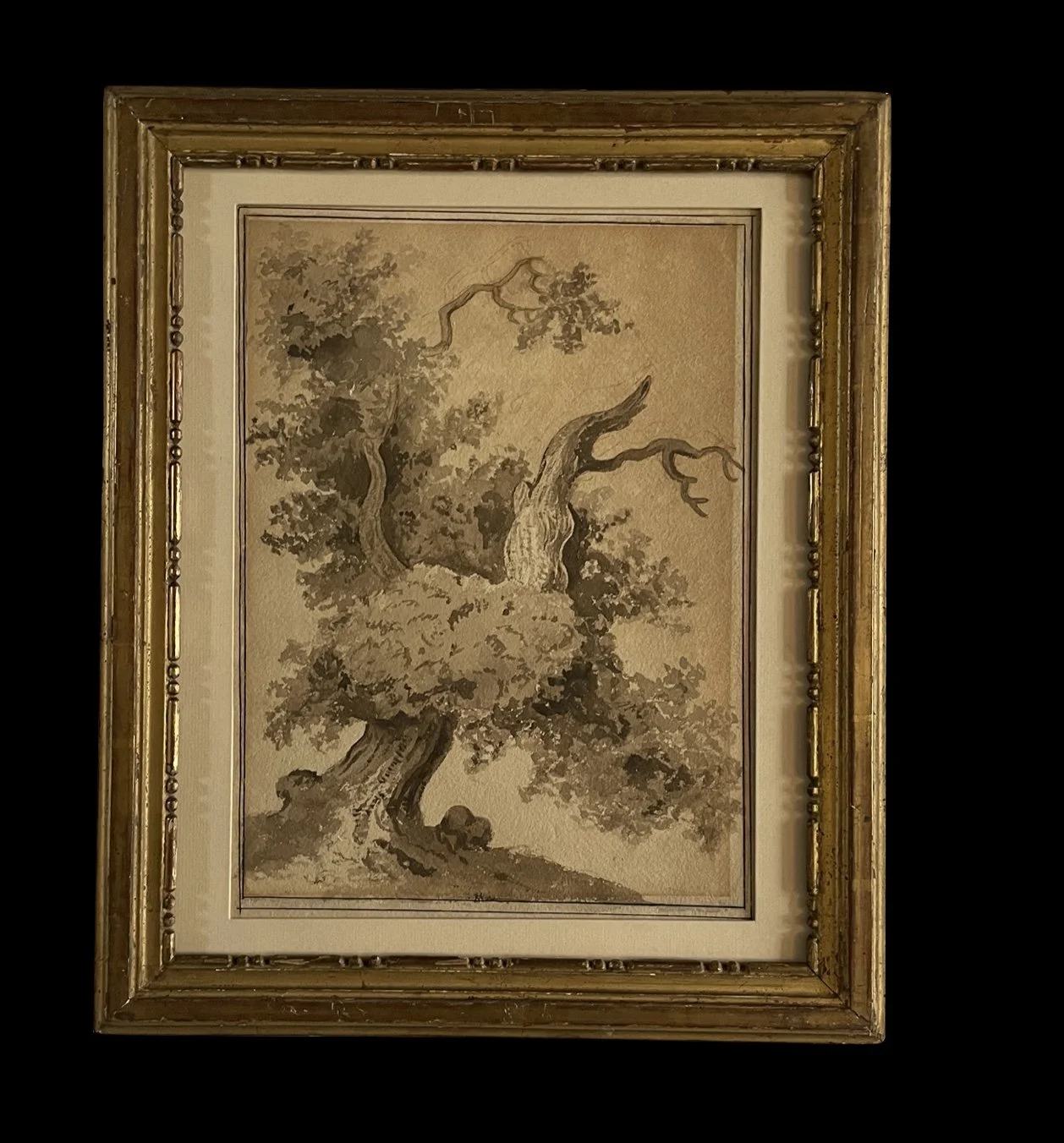 Sepia Tree in Louis XVI Liner