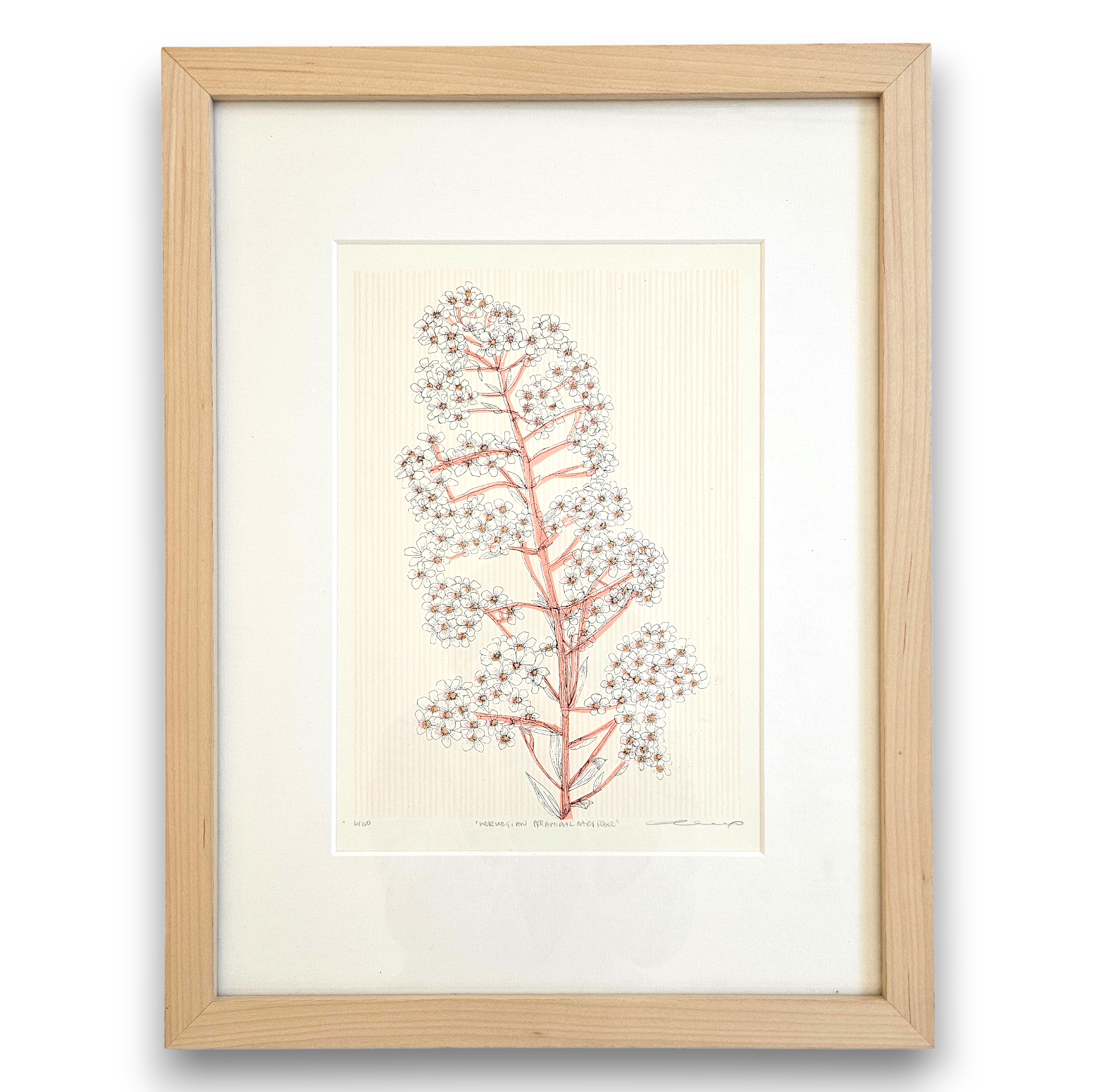 Clare Haifax - Norwegian Pyramidal Saxifrage framed.png