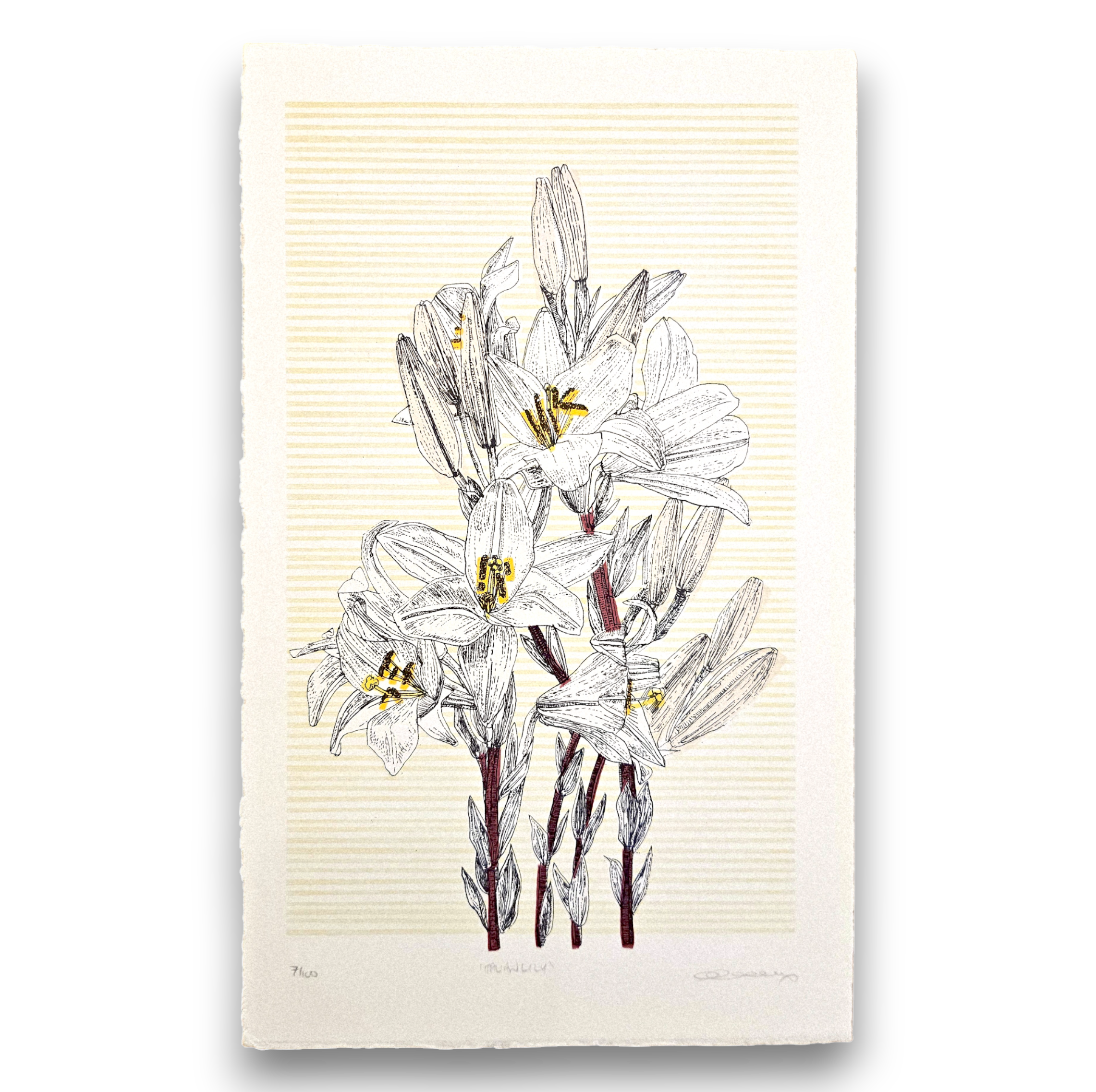 Clare Halifax - Italian Lily.png