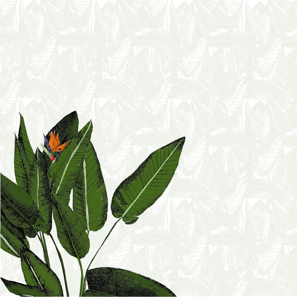 clare halifax "birds of paradise study 1"