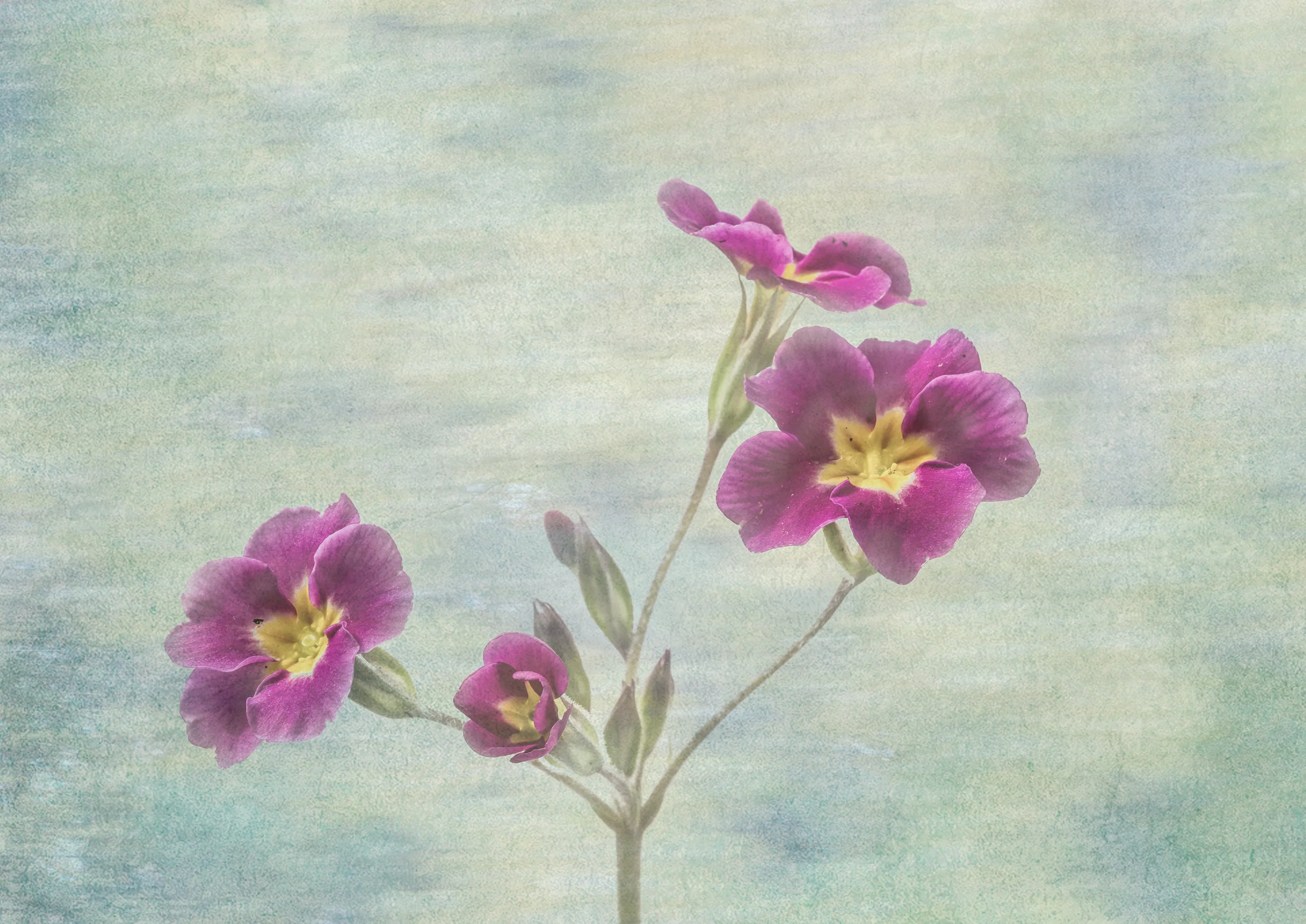 John Gough Red Primrose.jpg