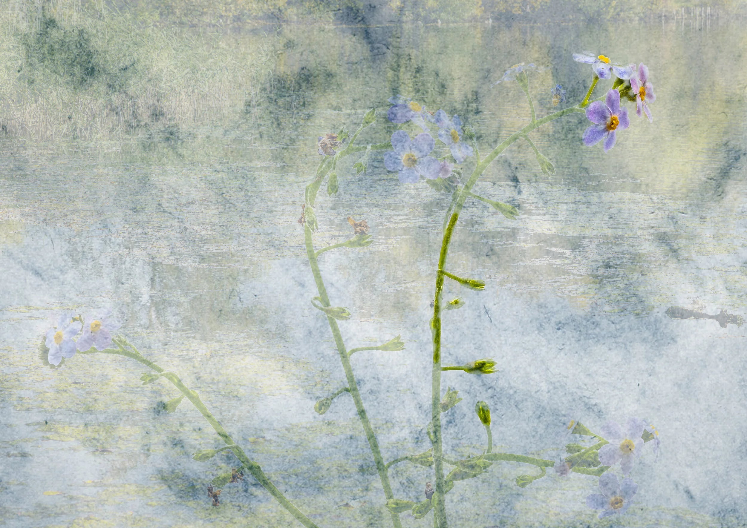John Gough Forget Me Not.jpg
