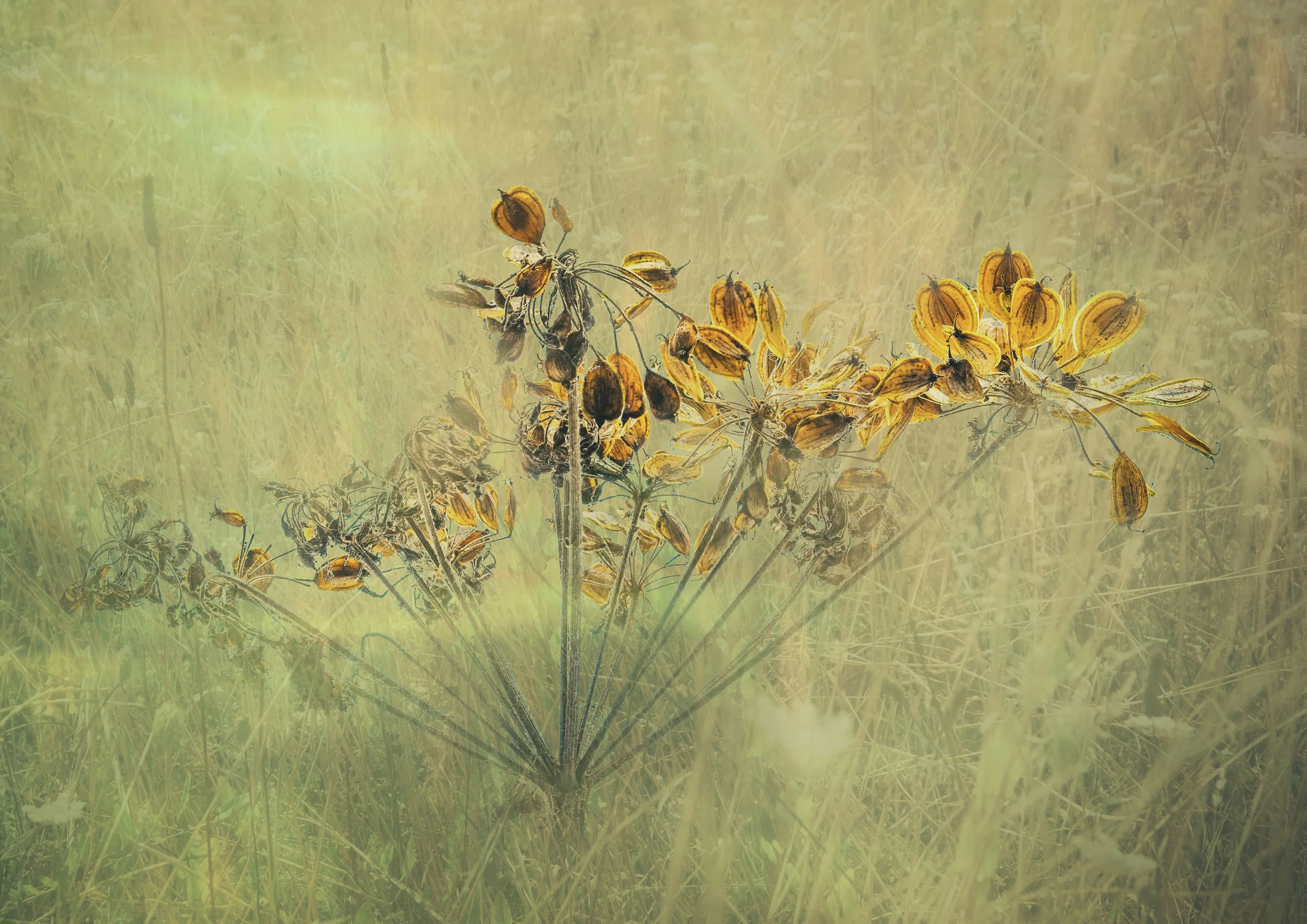 1 Cow Parsley.jpg