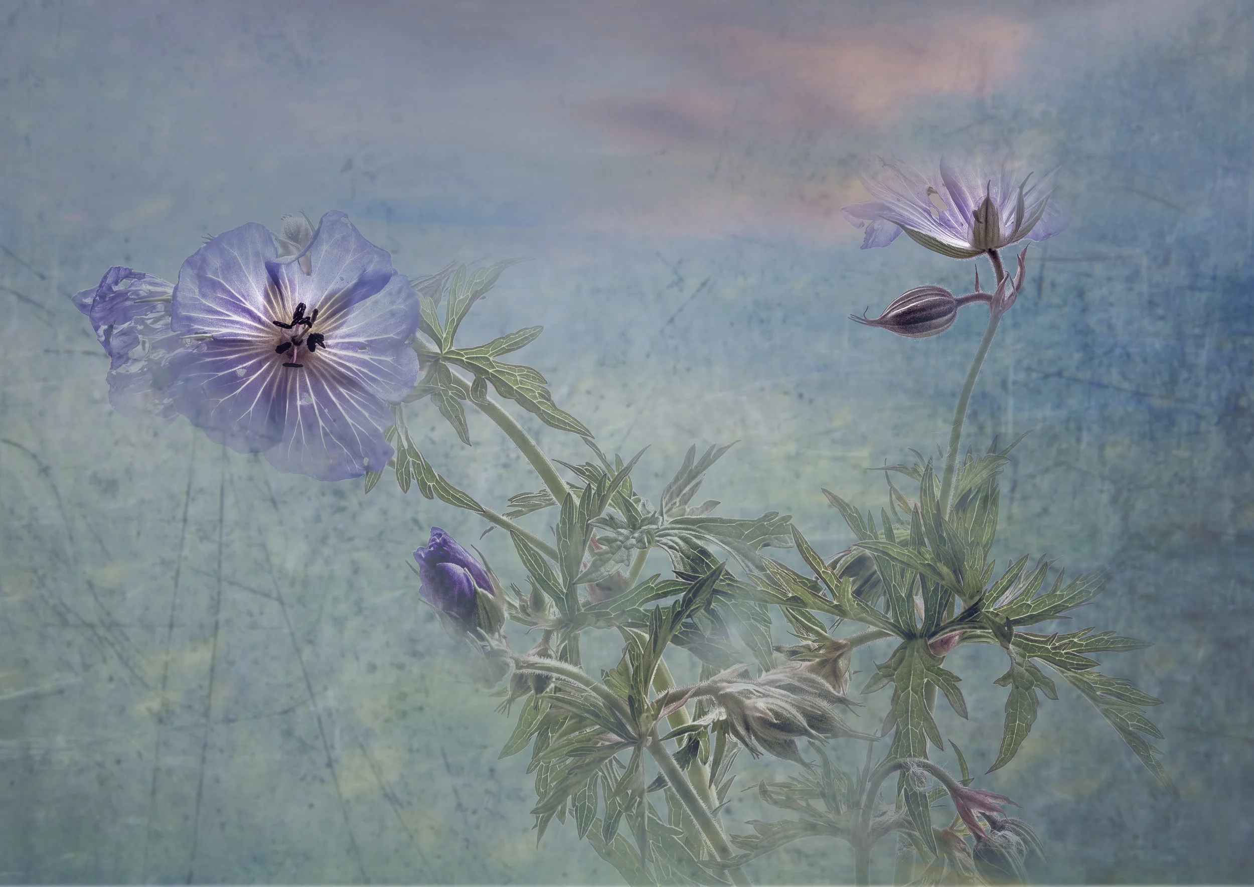 john gough "meadow crane's-bill"