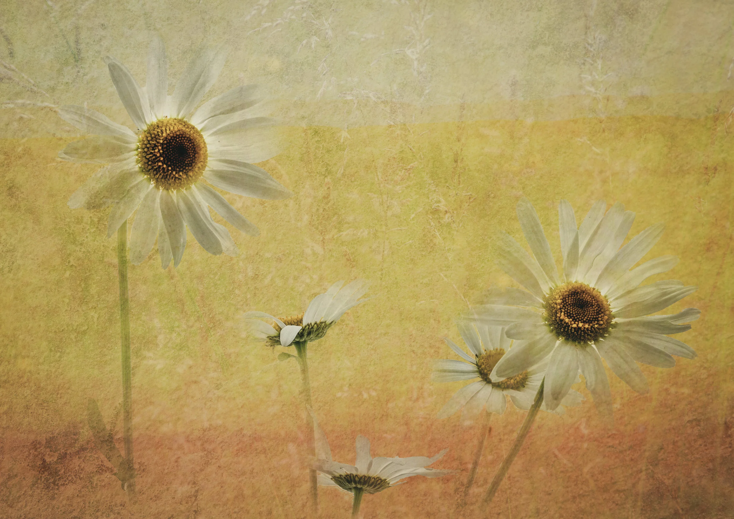 john gough "daisy"