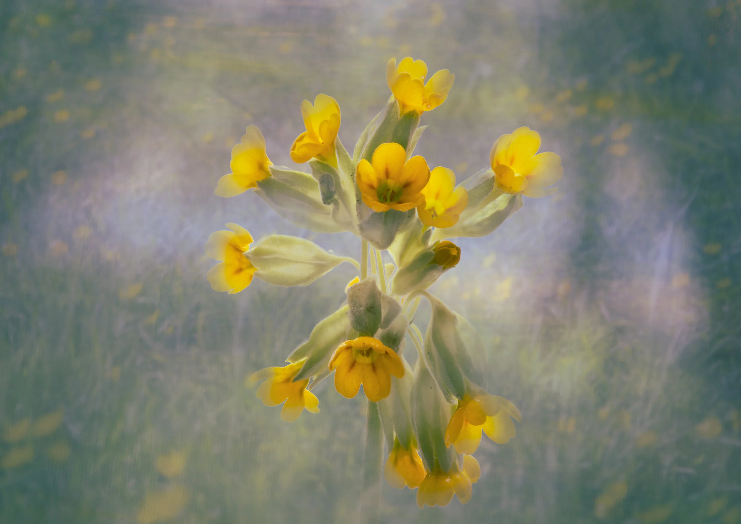 8 Cowslip.jpg