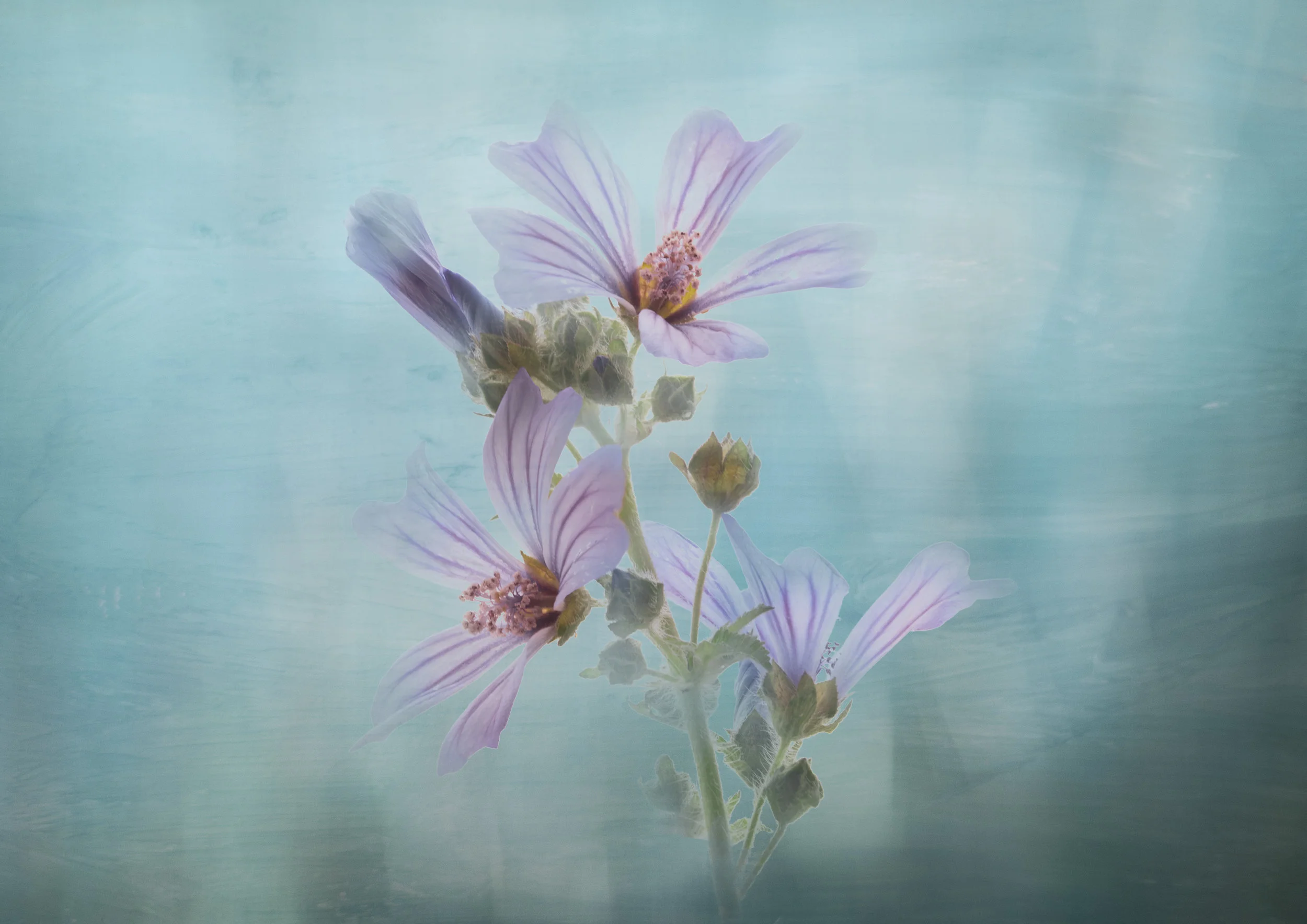 13 Common Mallow.jpg