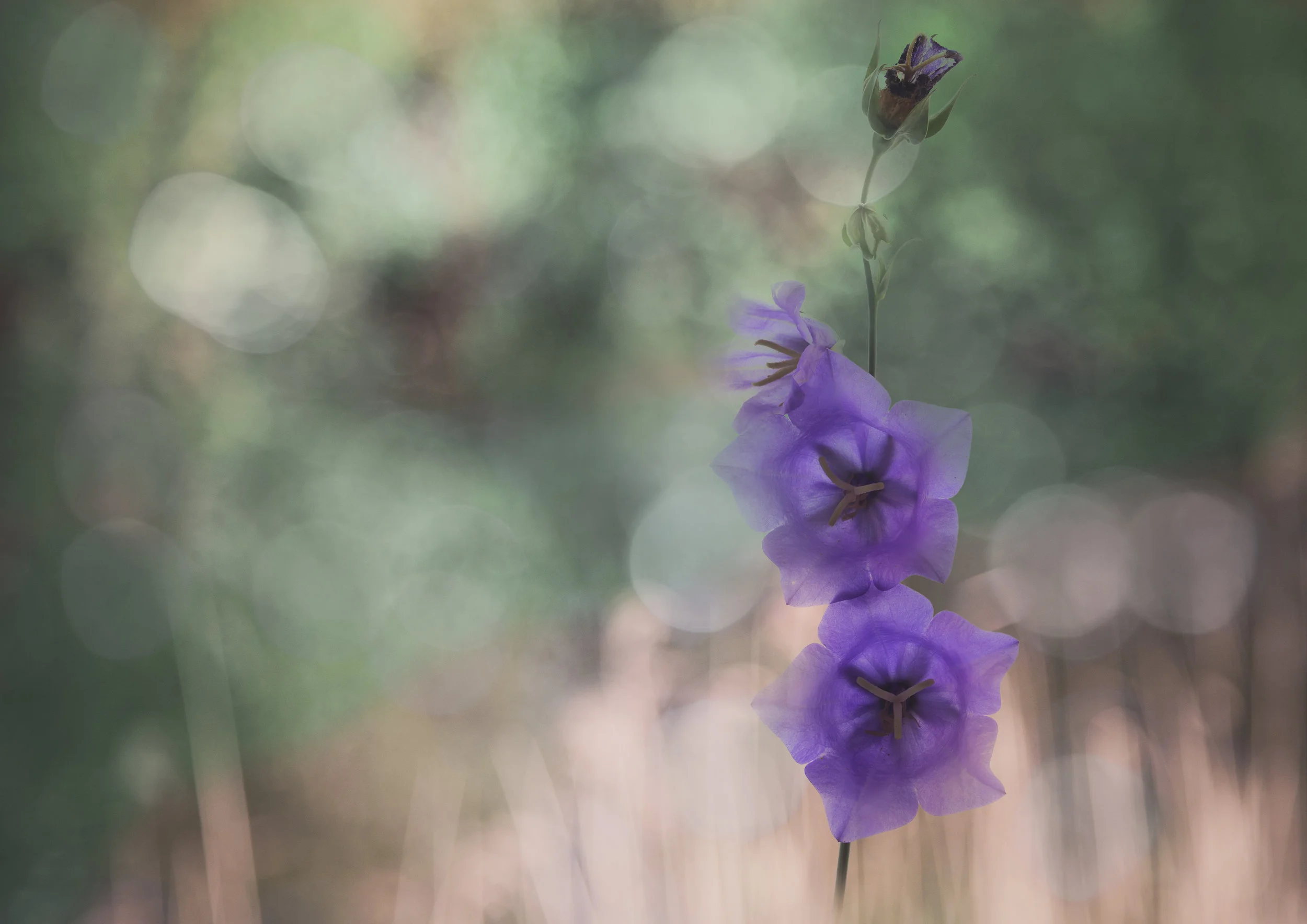 john gough "harebell"