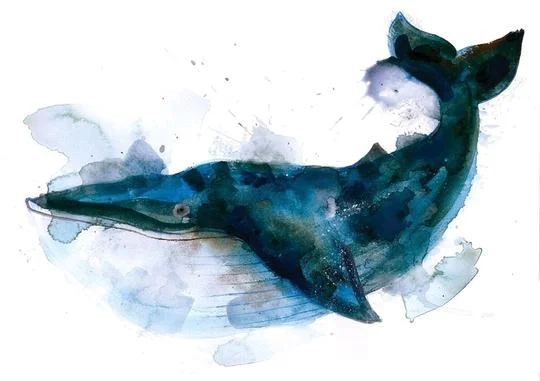 Blue Whale.jpg