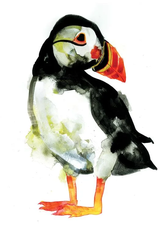 Puffin.jpg