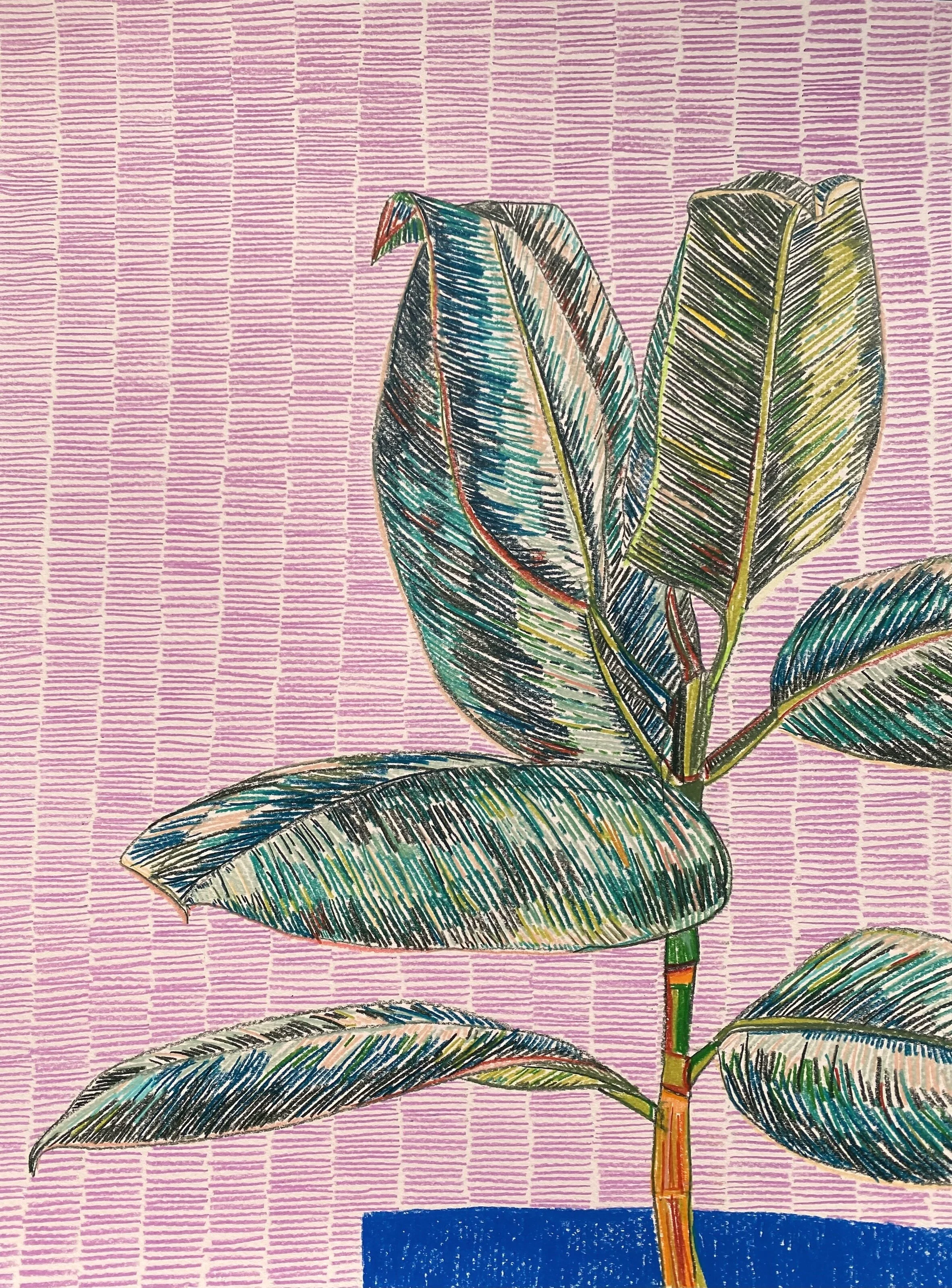 clare halifax "ficus elastica study #5"   