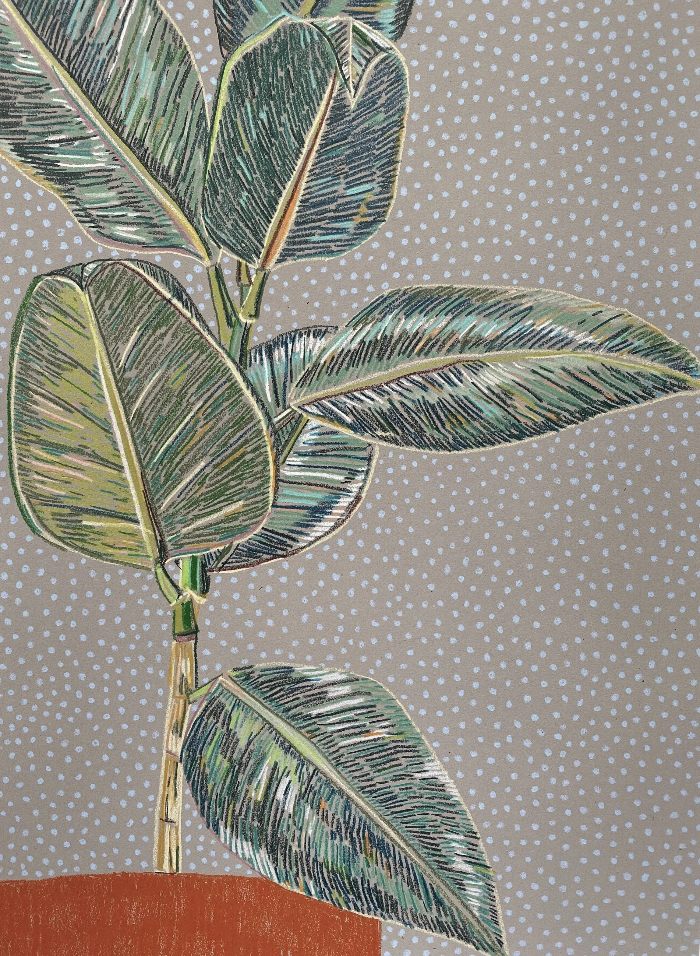 Ficus Elastica Study 4 26.7 x 39 cm, 350 gsm £260, original.jpeg