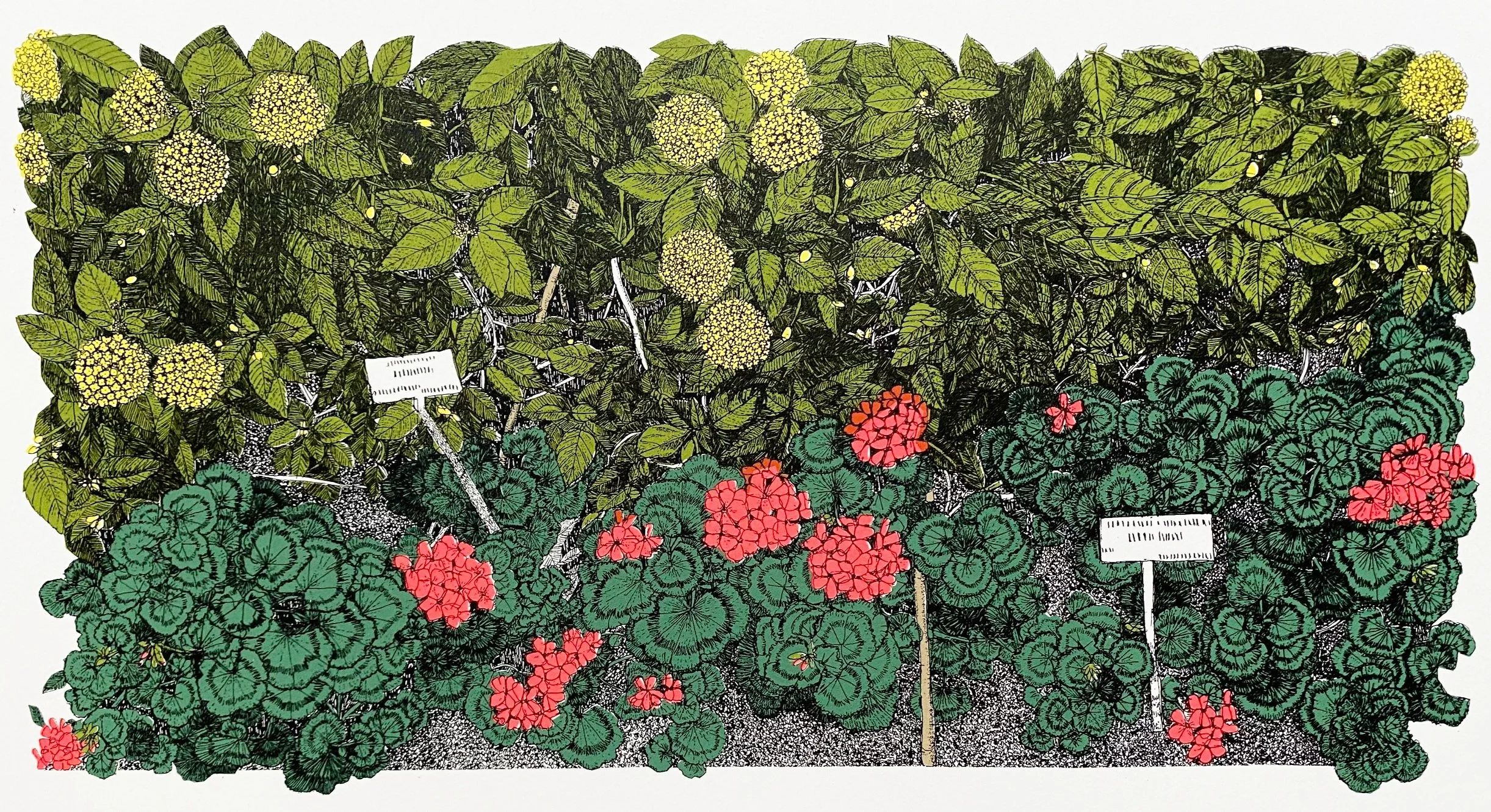 clare halifax "geranium buddies"