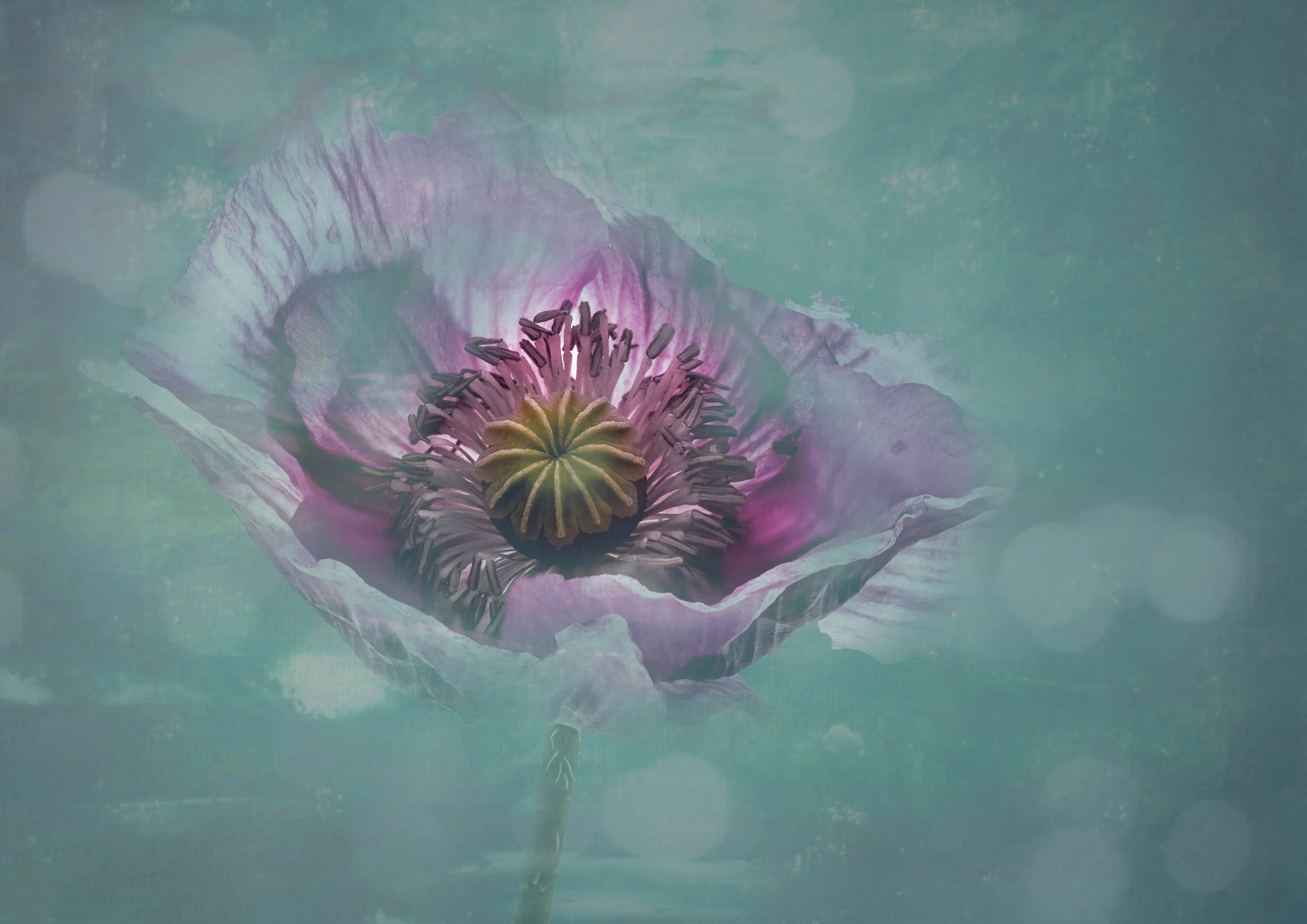 'Poppy' by John Gough (Copy)