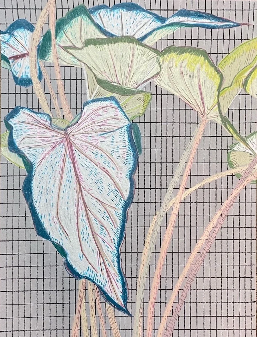 Caladium+Study+1+%28sm%29%2C+pencil+drawing%2C+unframed+retail+price+%C2%A3195.jpg