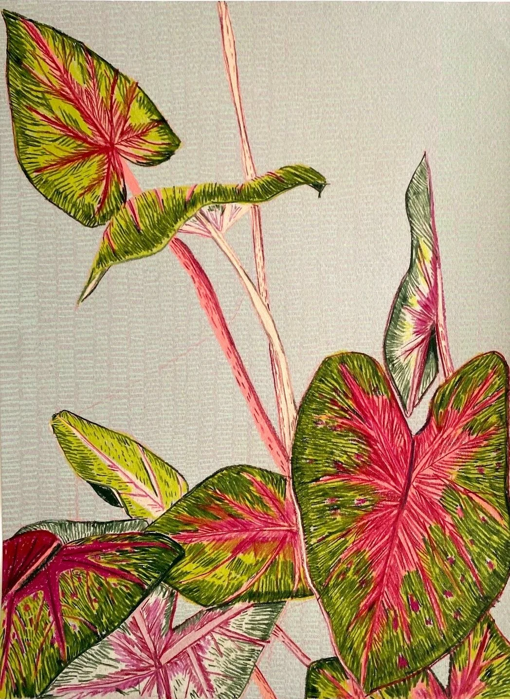 Clare+Halifax_Red+Flash+Caladium+Study+2+%28small%29_22.7x30.5cm_1.jpg