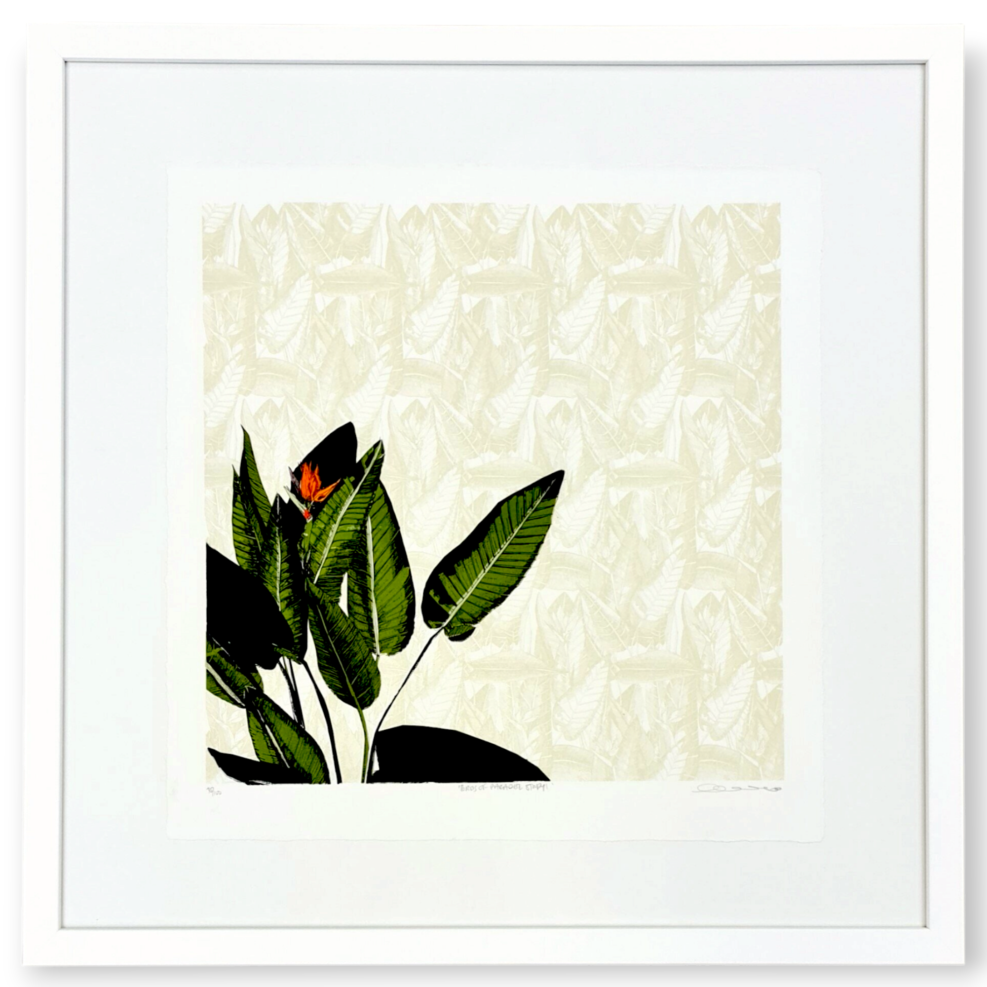 clare halifax "birds of paradise study 1" 55/100 (framed)