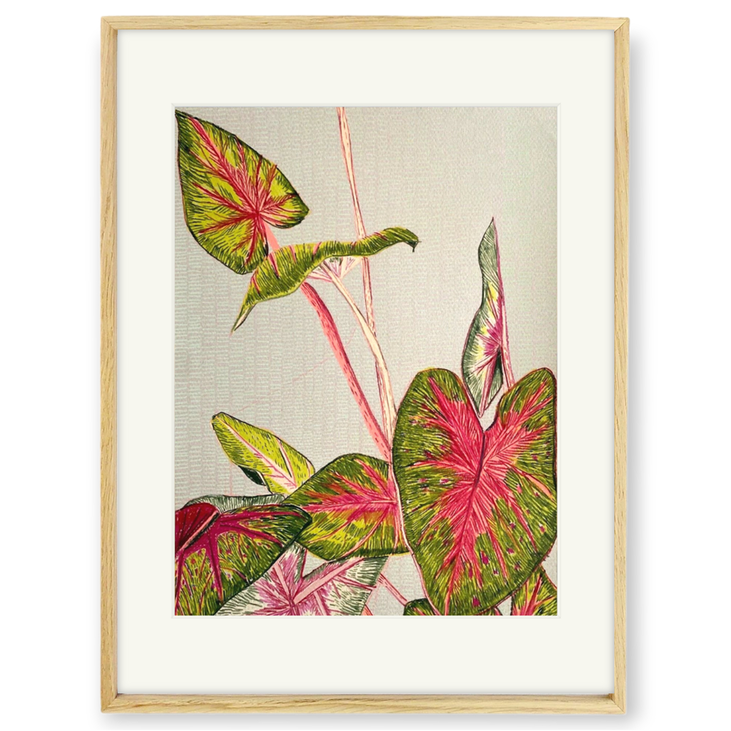 Clare Halifax - Red Flash Caladium Study 2 framed.png