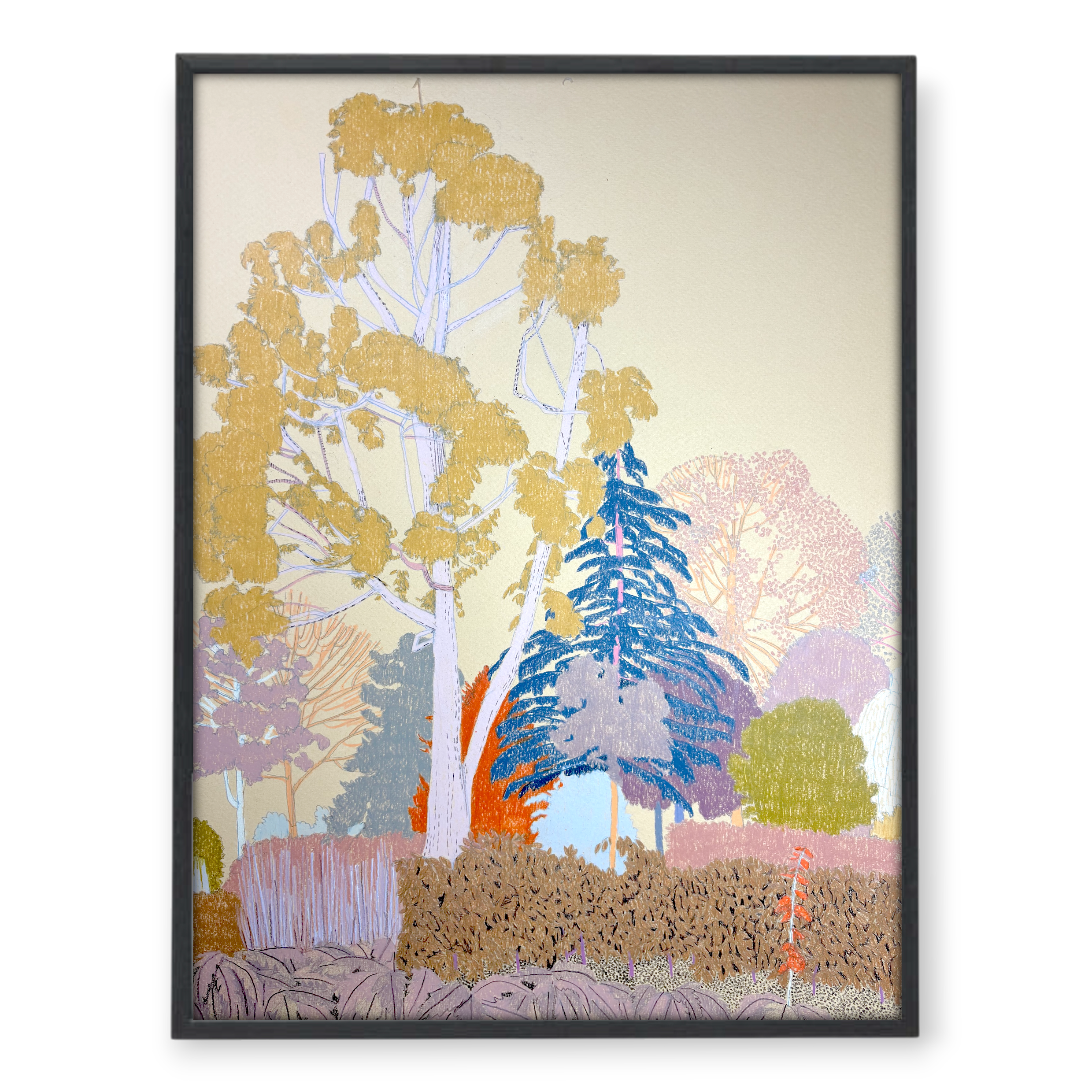 clare halifax "Eucalyptus Tree, Lloyd Park Study II"