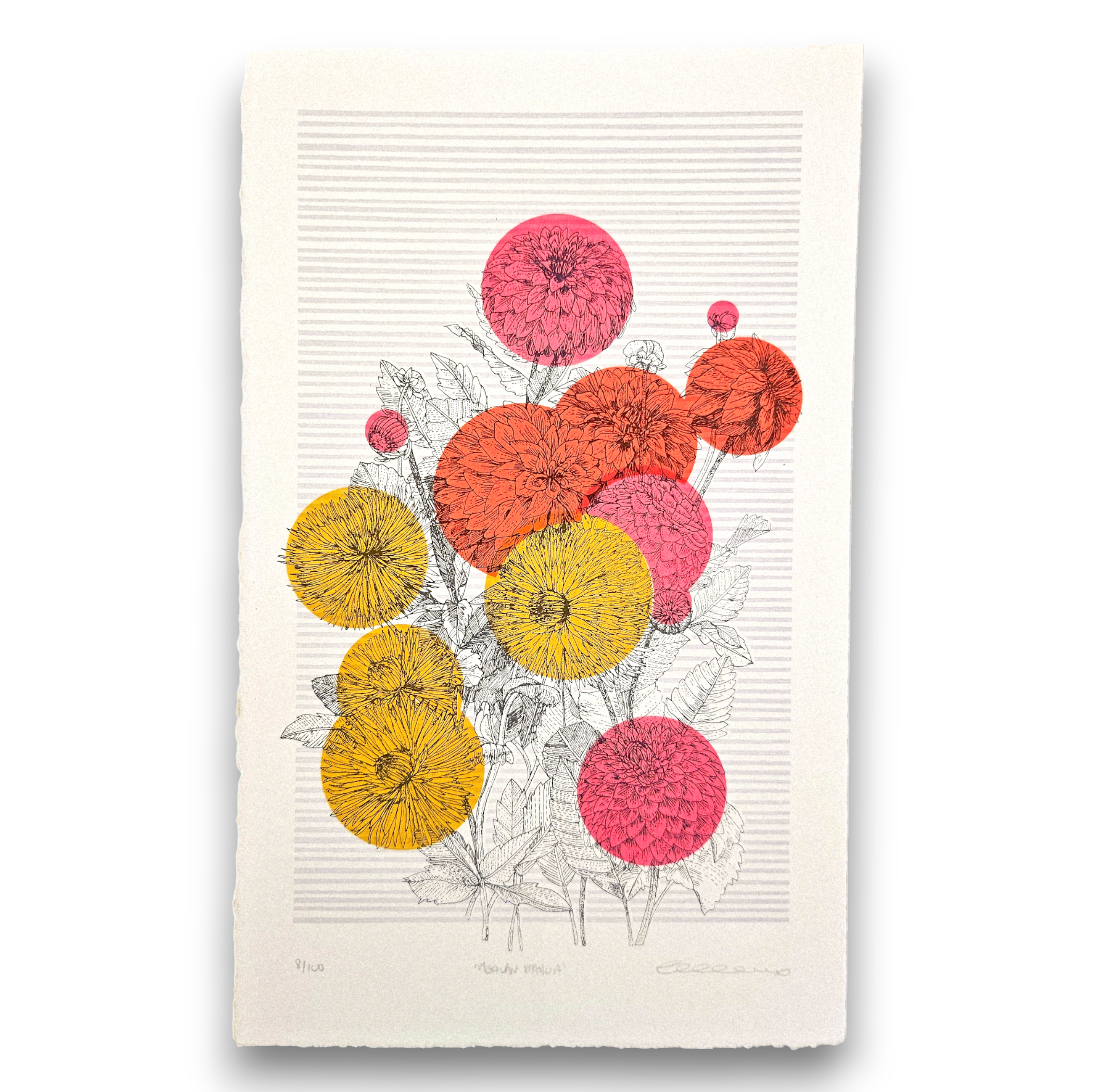 Clare Halifax - Mexican Dahlia.png