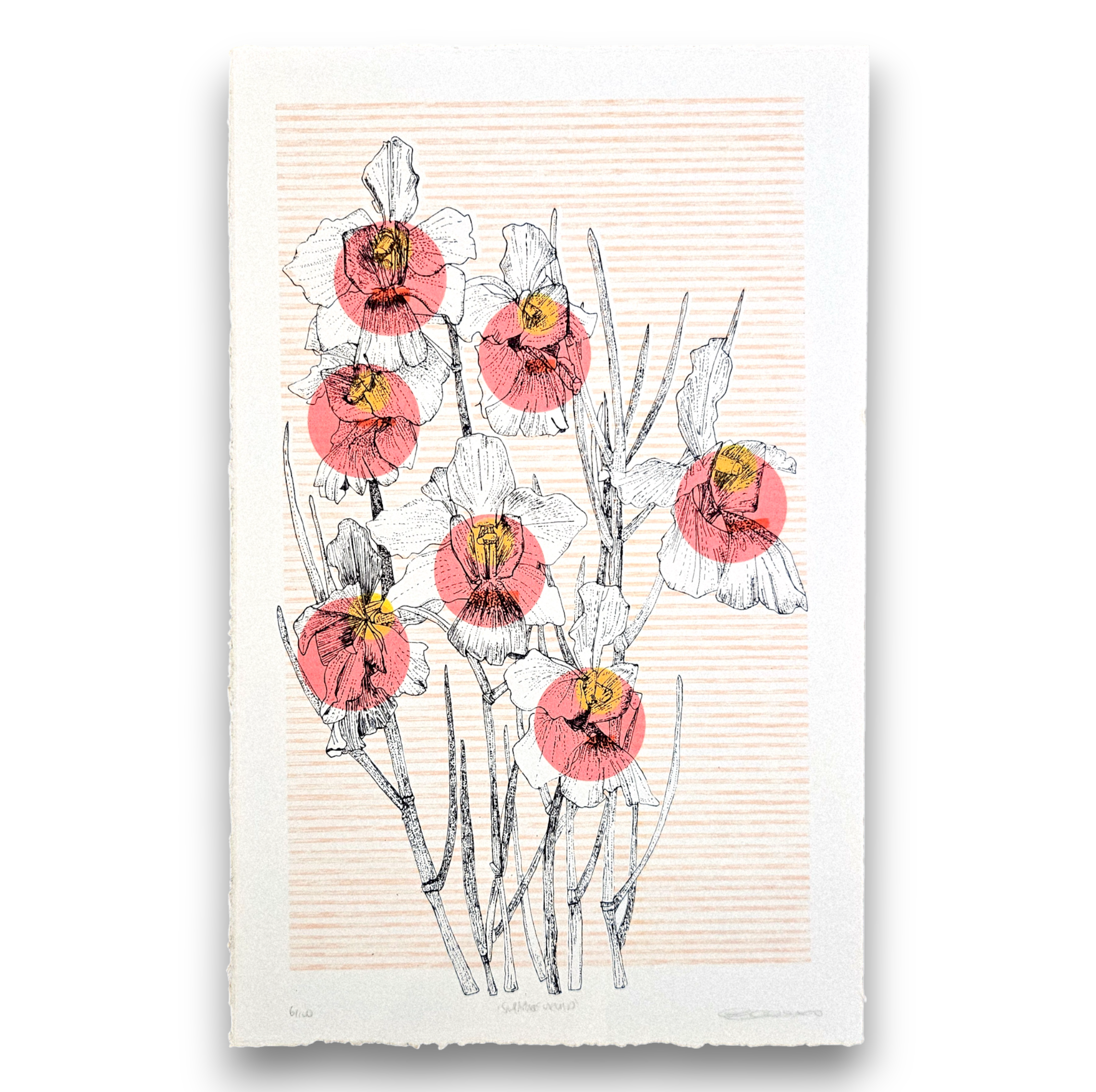 Clare Halifax - Singapore Orchid.png