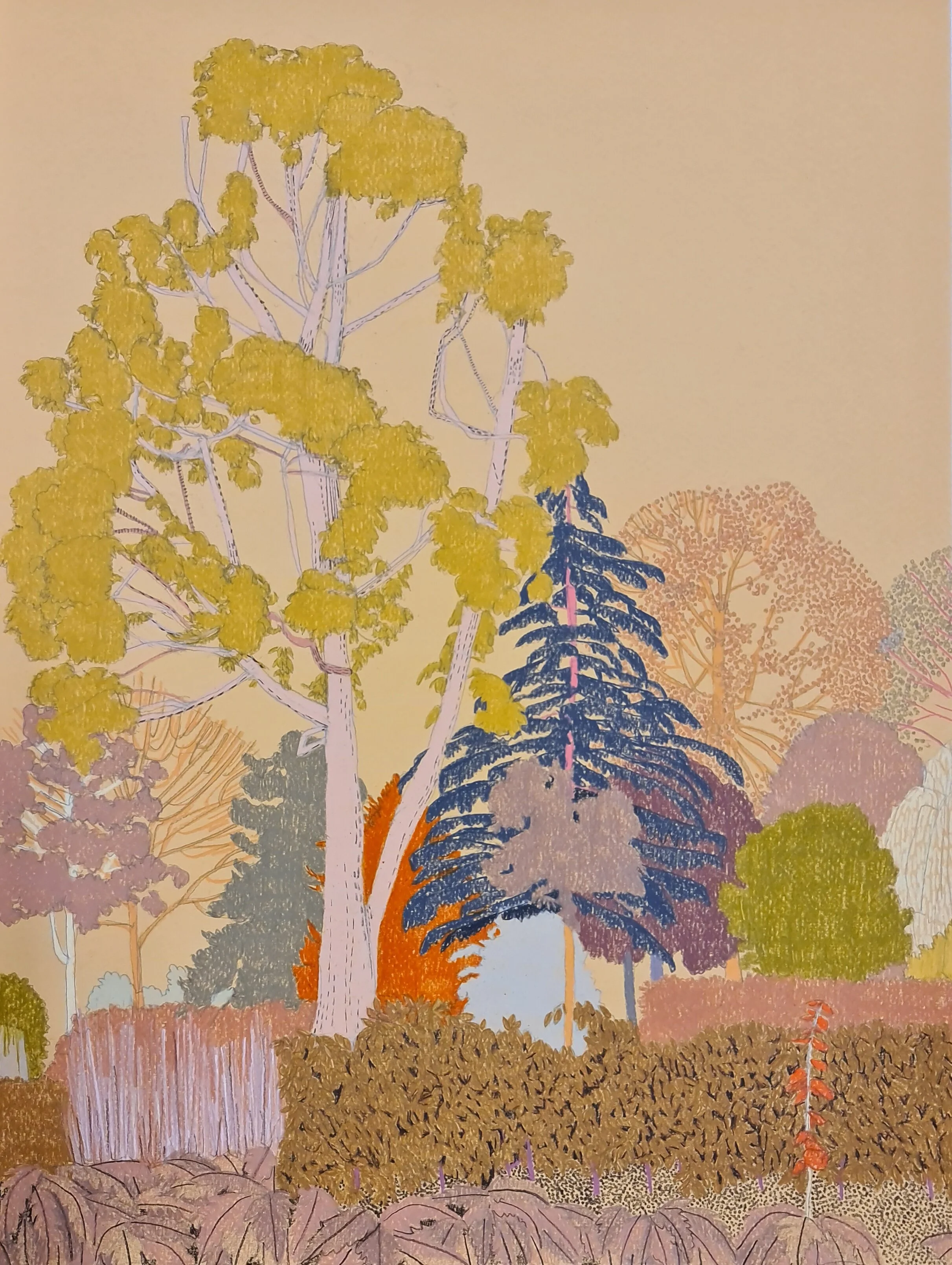 clare halifax "Eucalyptus Tree, Lloyd Park Study II"