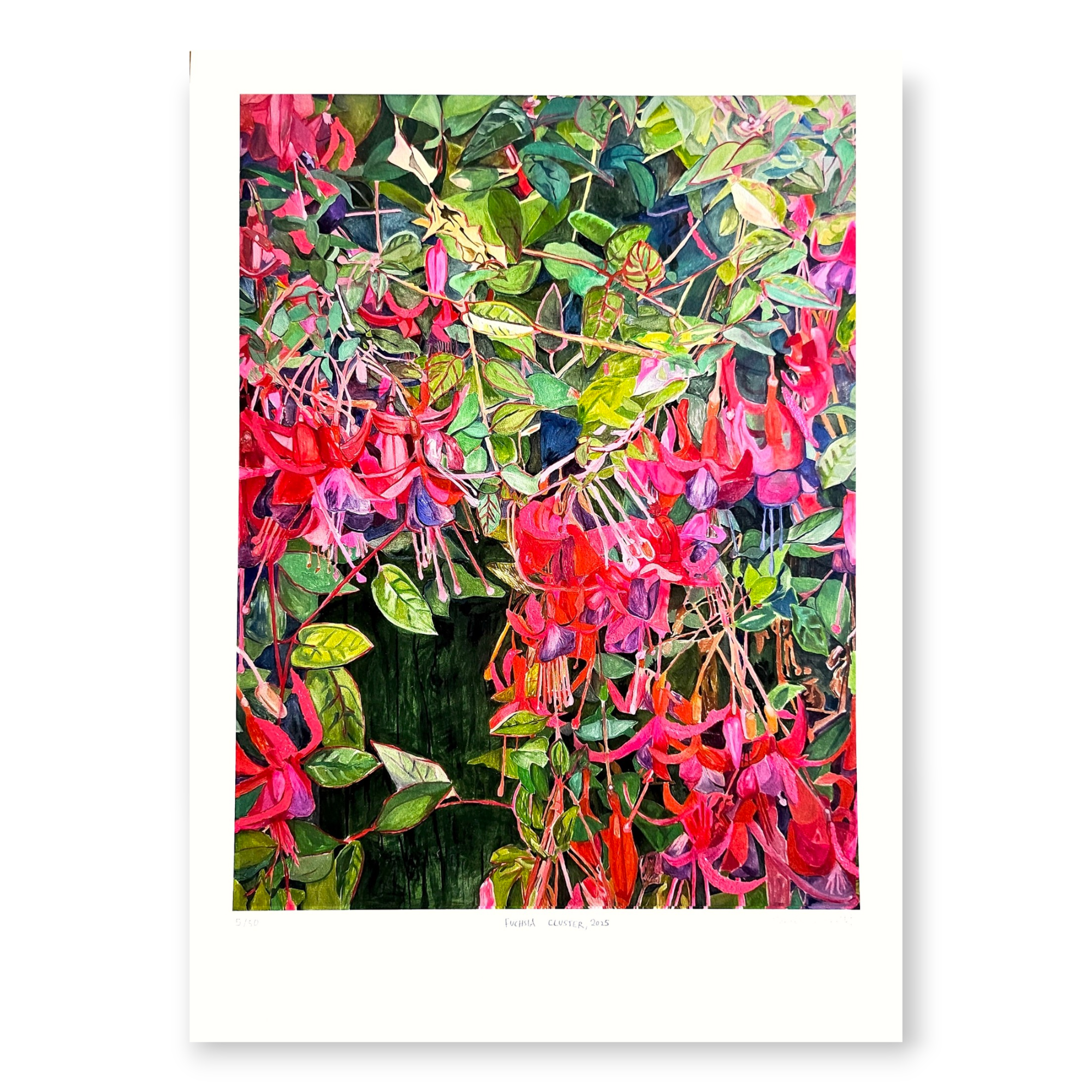 Sarah Barrett - Fuchsia Cluster I print.png