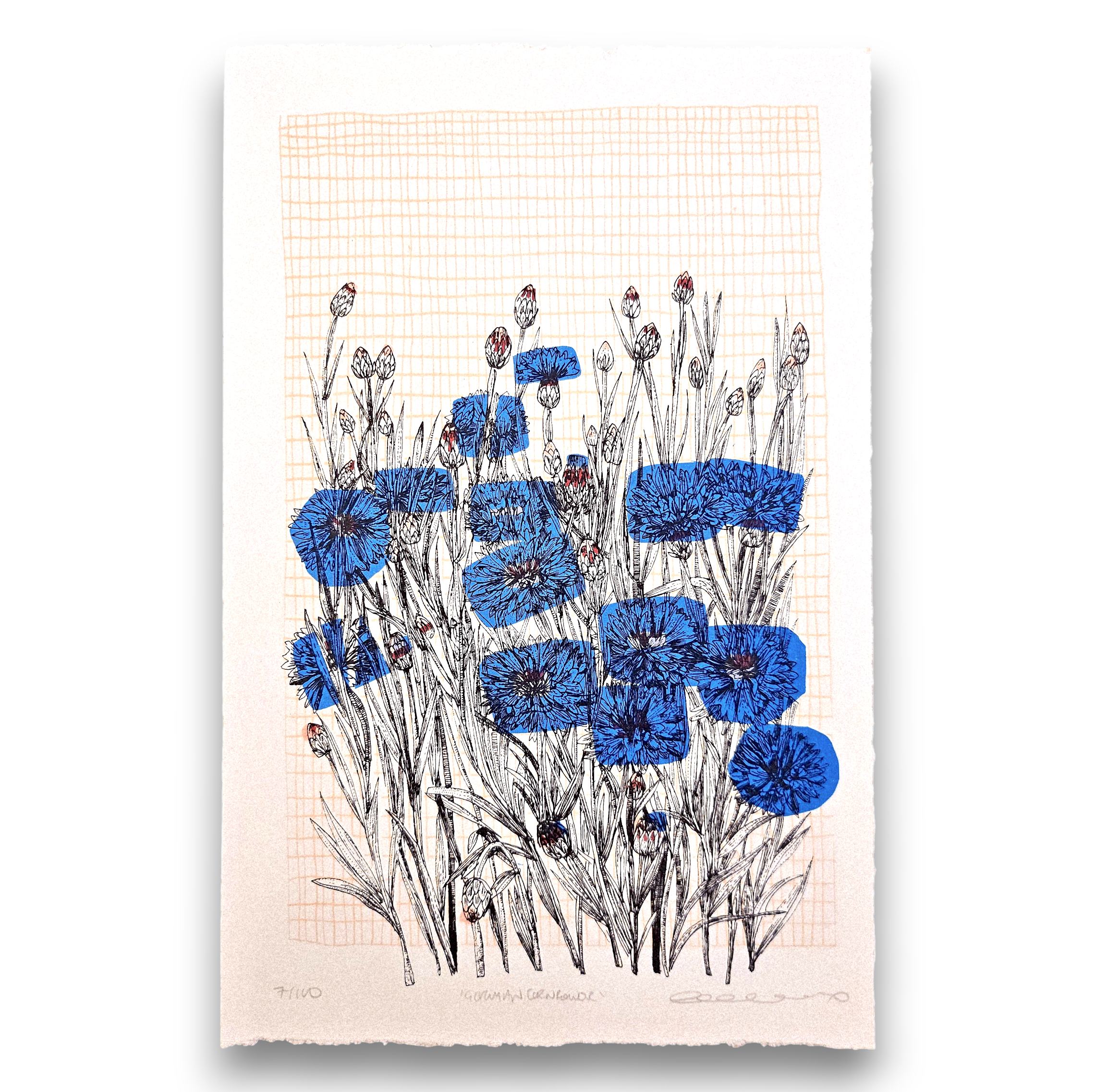 Clare Halifax - German Cornflower.png