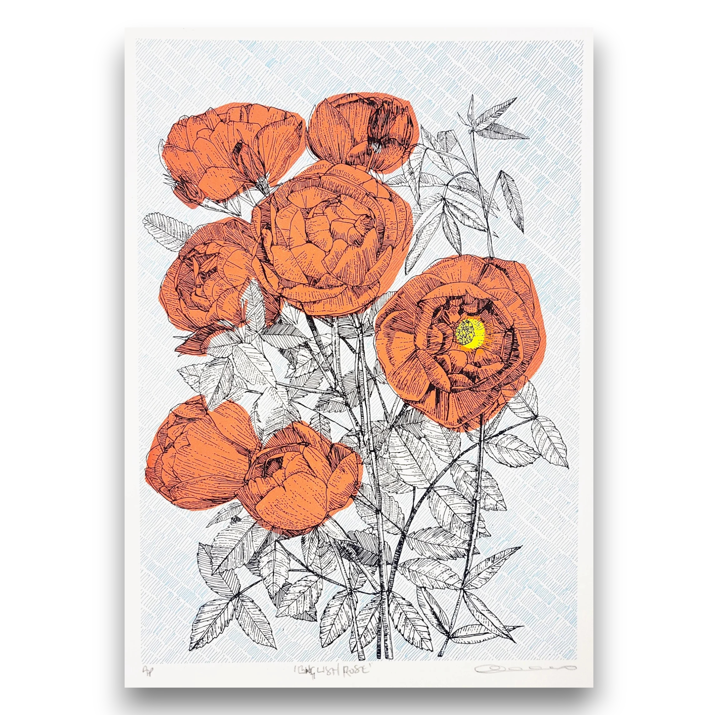 clare halifax "english rose"